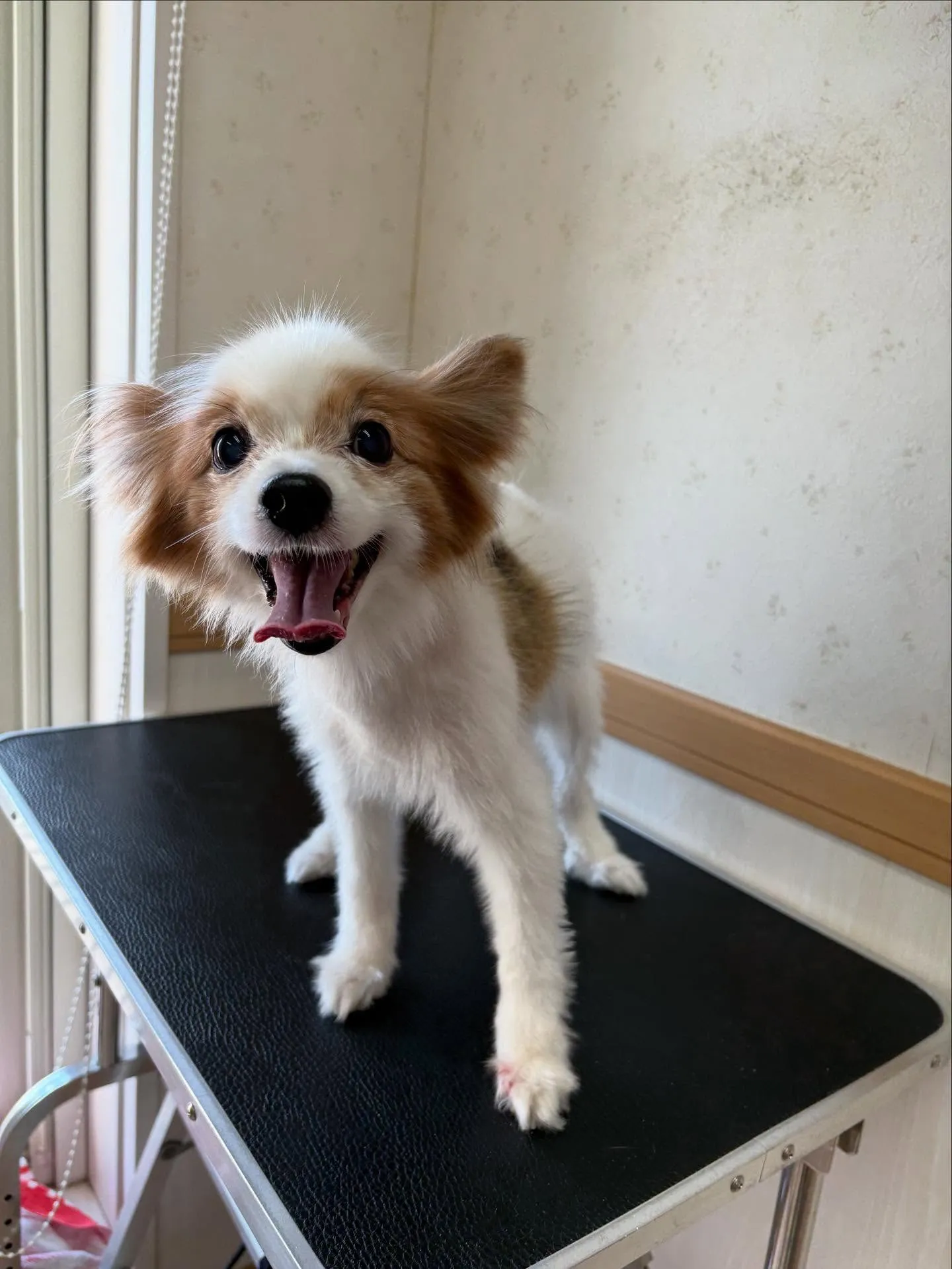 犬のトリミング✂️