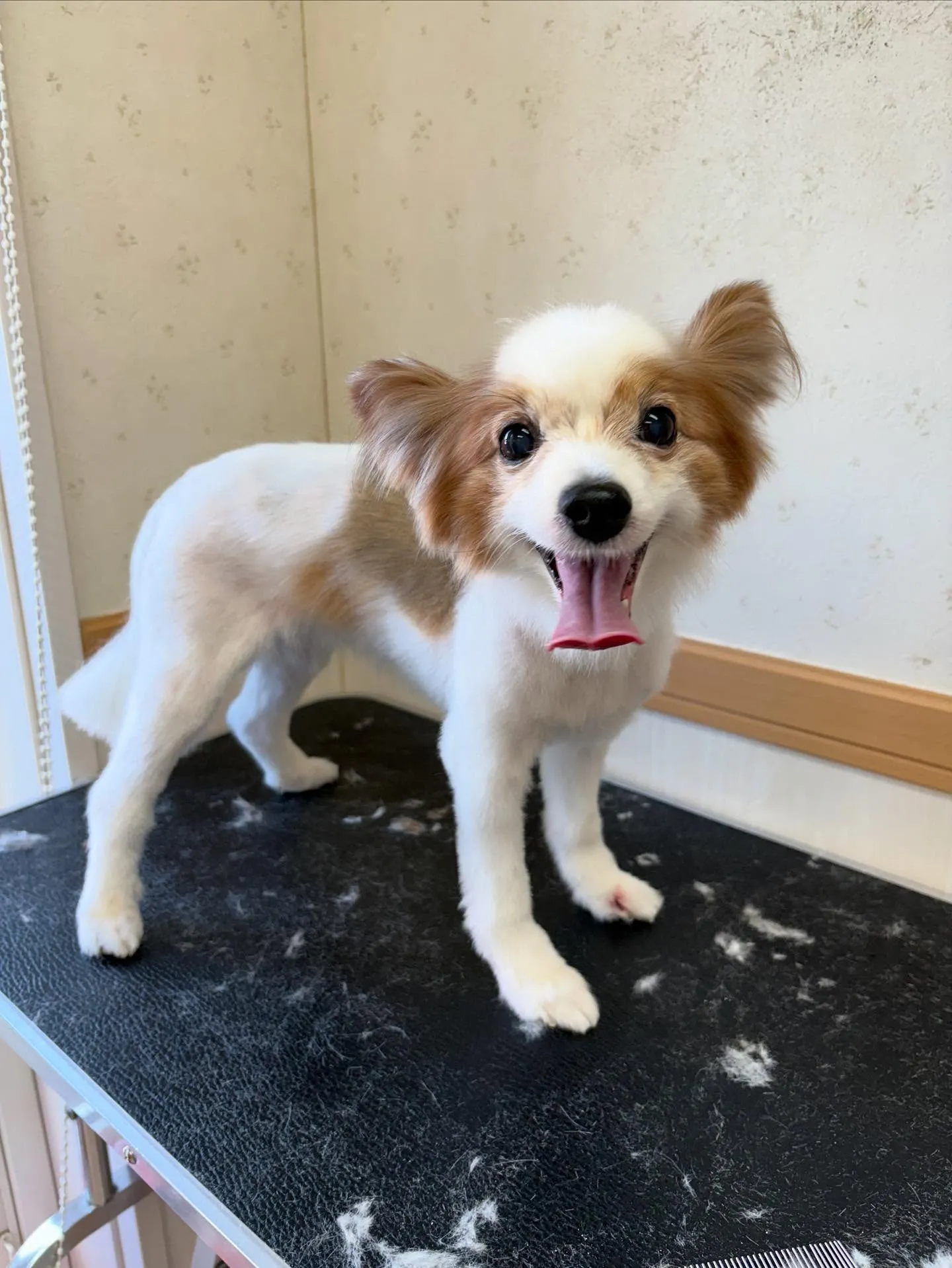 犬のトリミング✂️