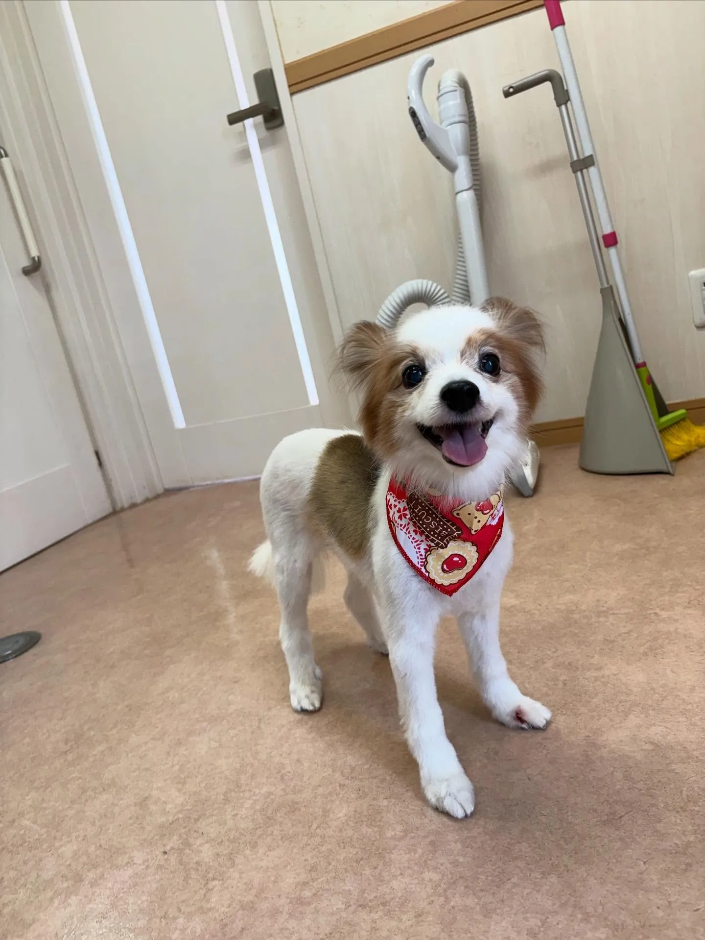 犬のトリミング✂️