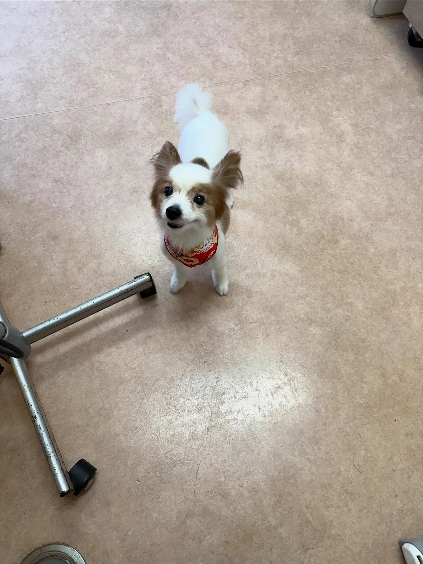 犬のトリミング✂️