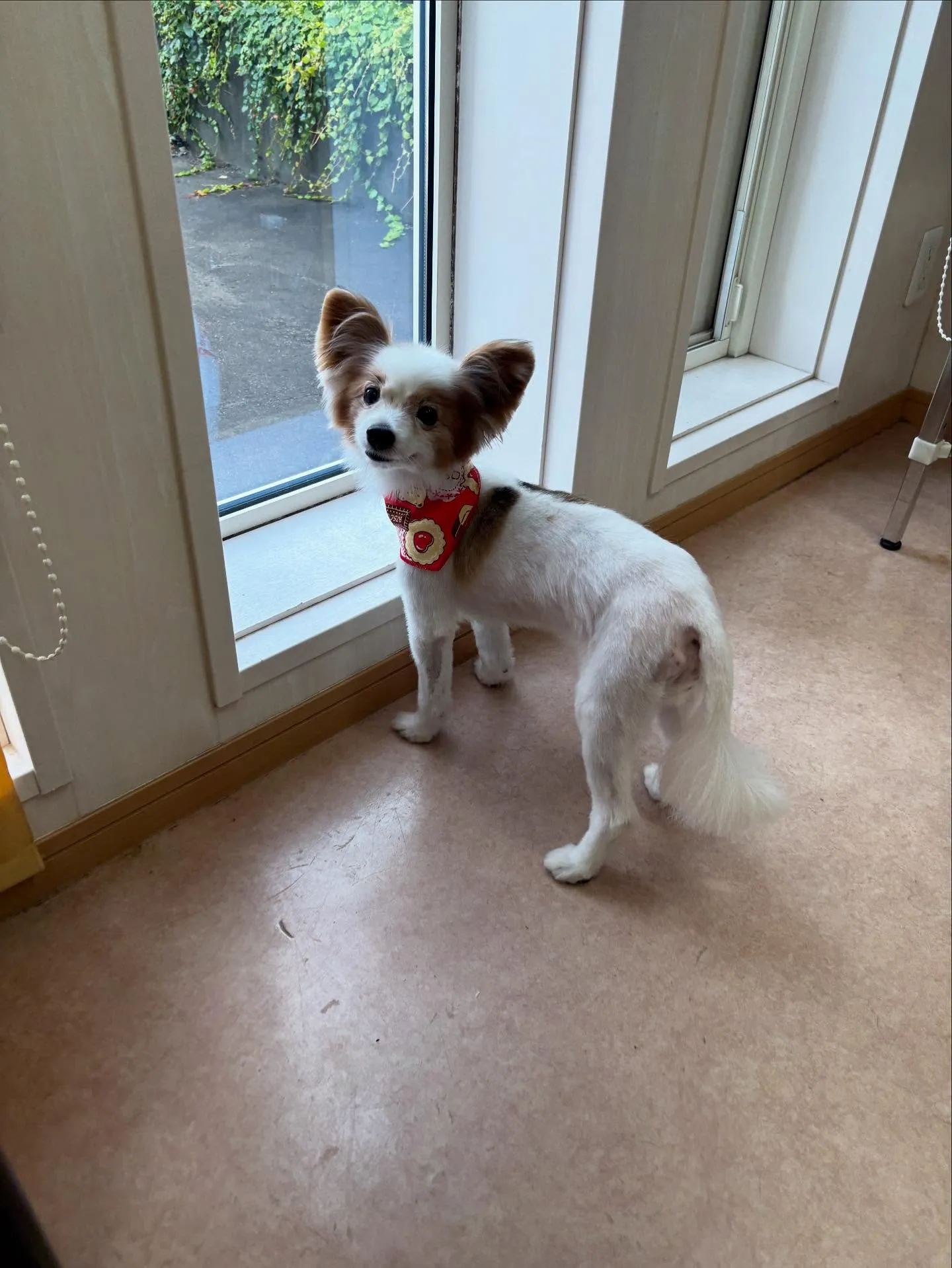 犬のトリミング✂️