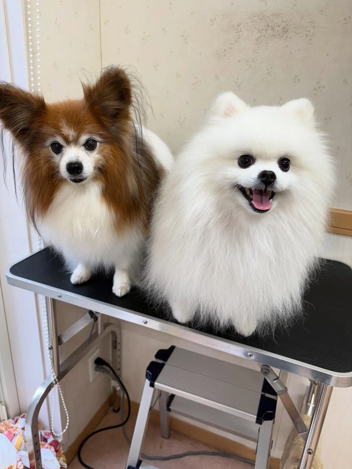 犬のシャンプー🫧