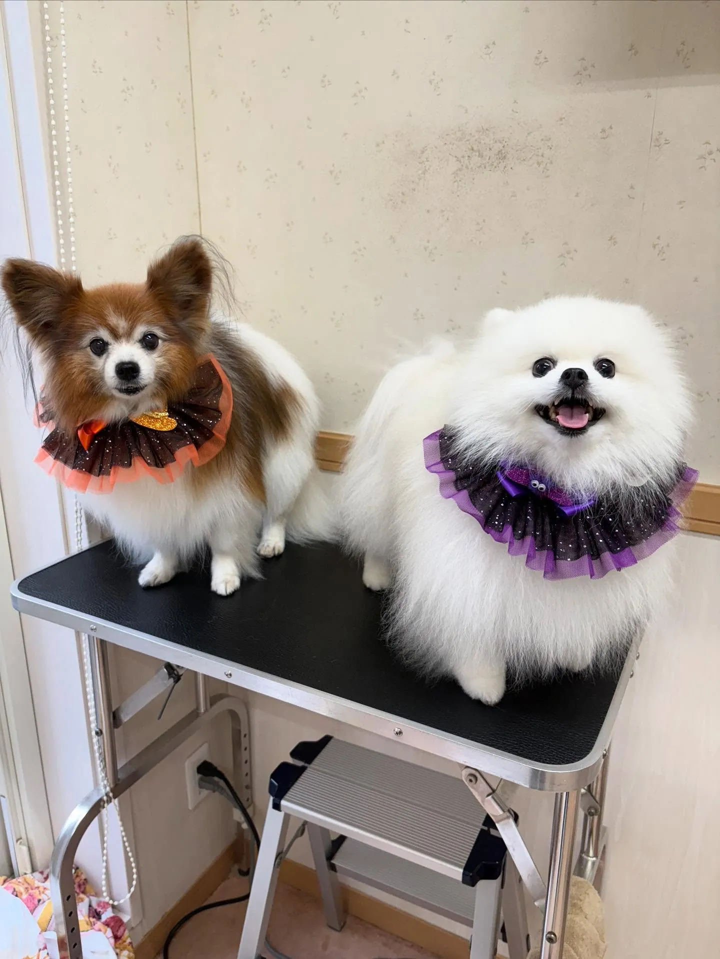 犬のシャンプー🫧