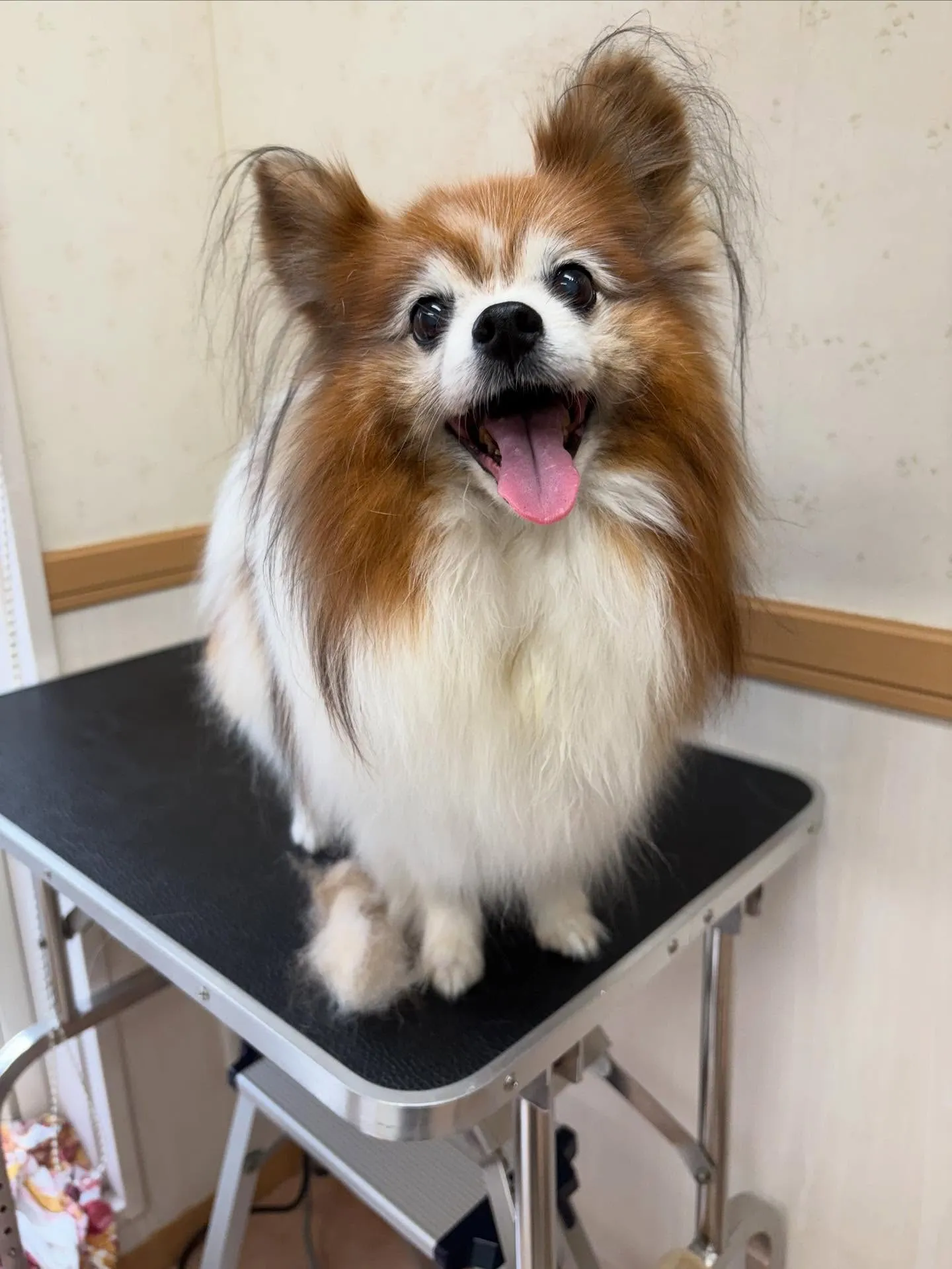 犬のシャンプー🫧