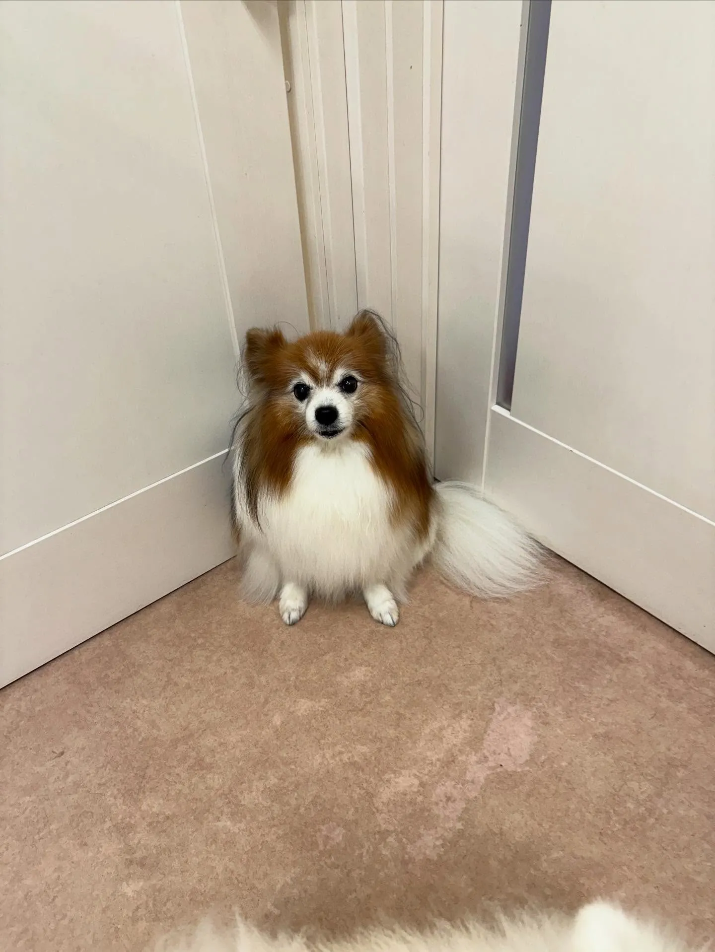 犬のシャンプー🫧