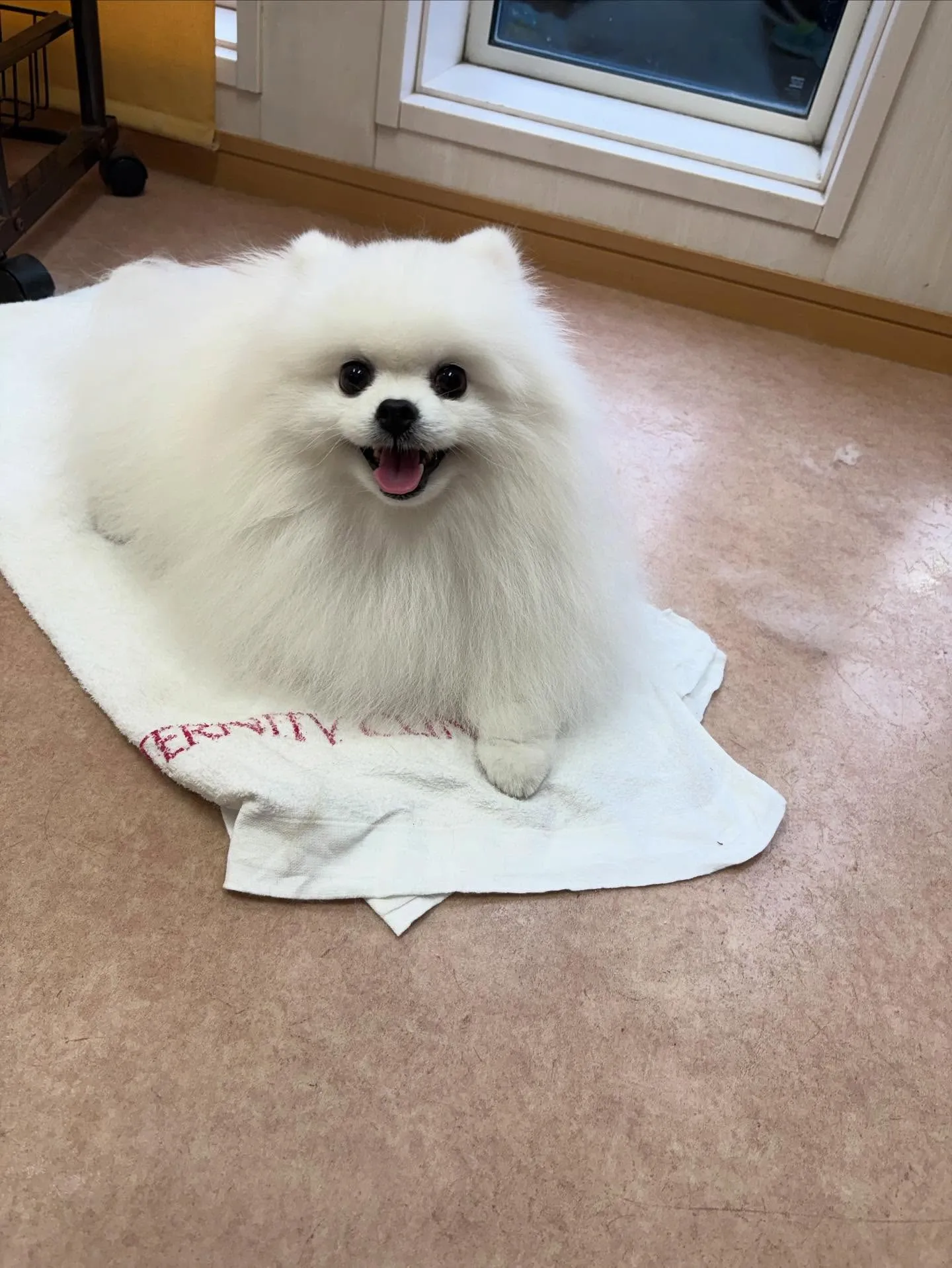 犬のシャンプー🫧