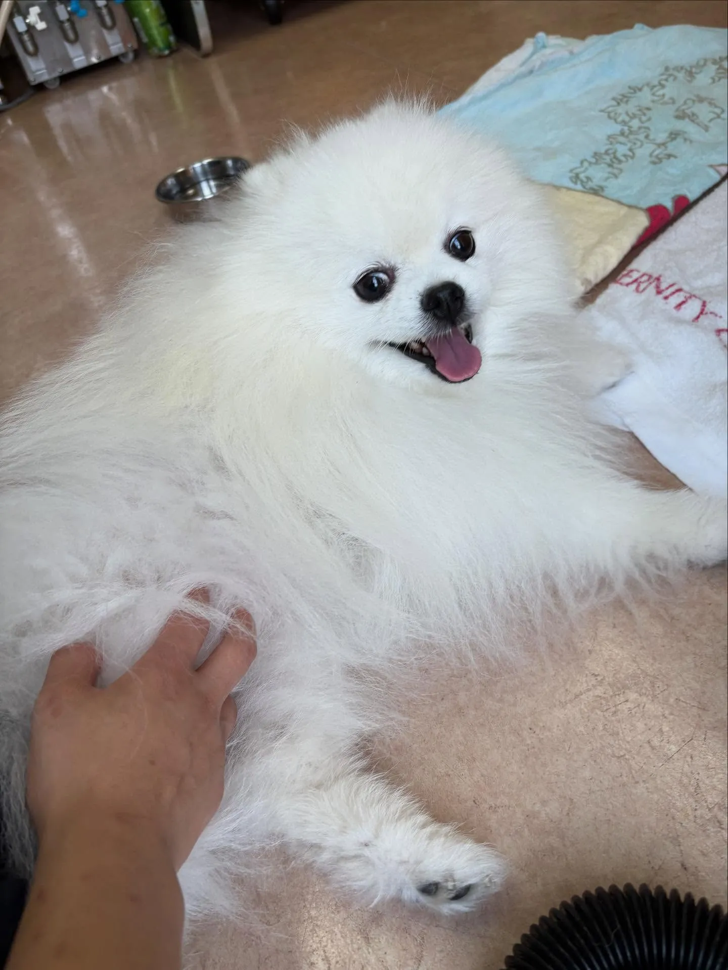 犬のシャンプー🫧