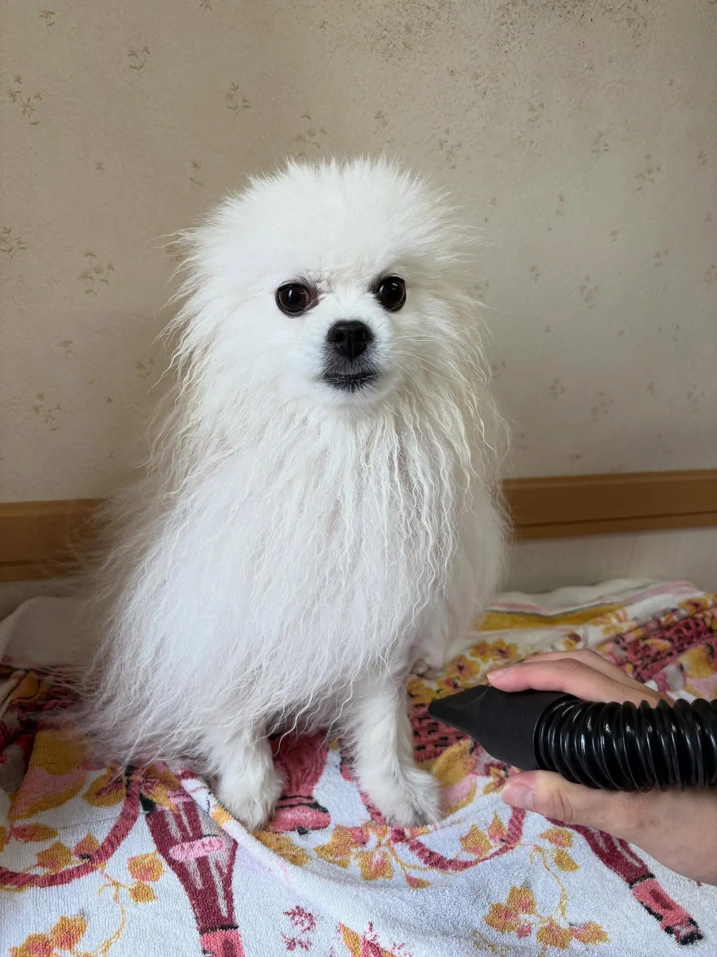 犬のシャンプー🫧