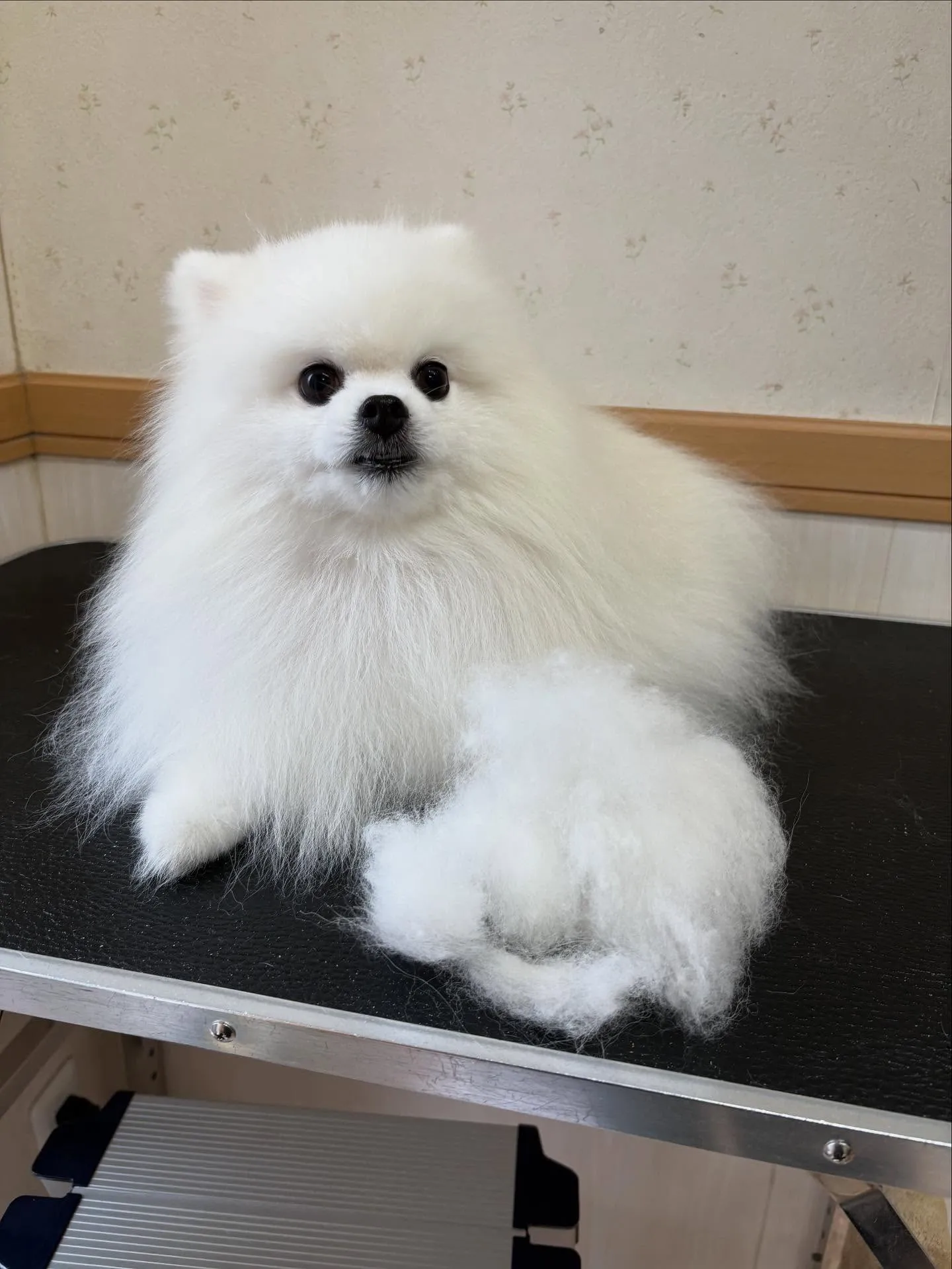 犬のシャンプー🫧