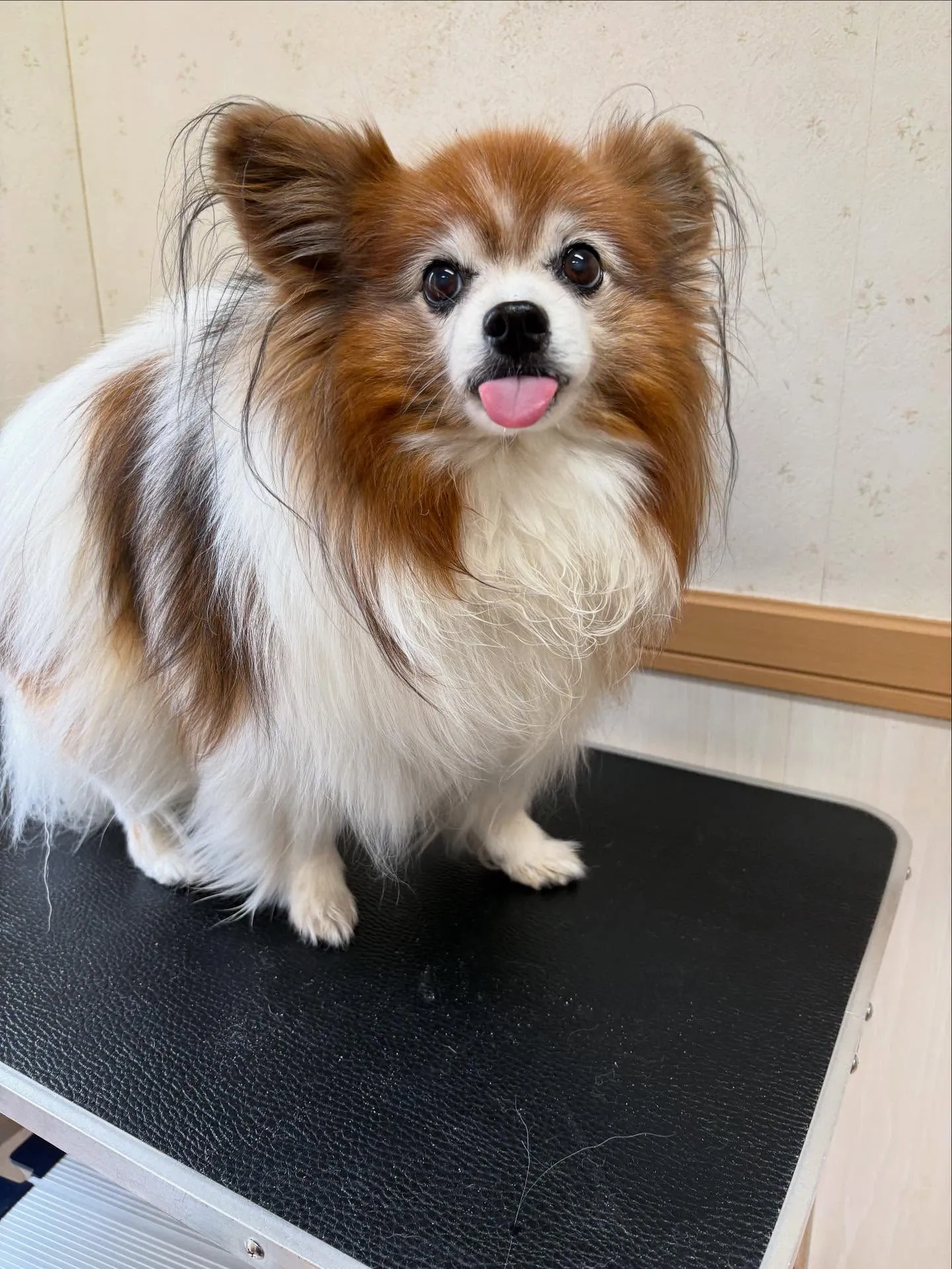 犬のシャンプー🫧