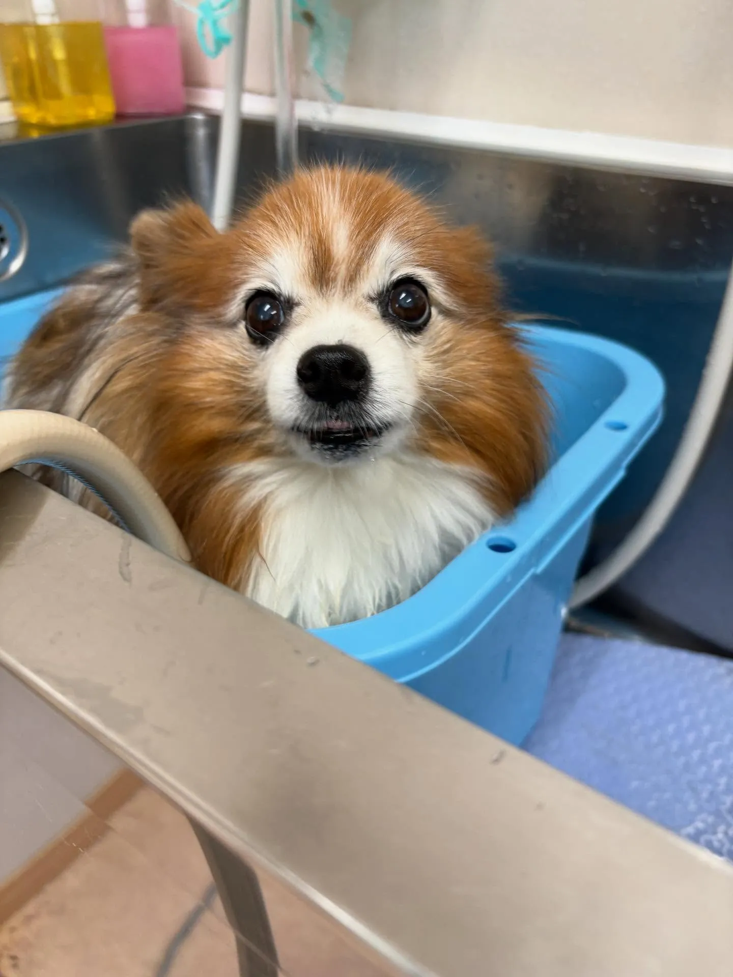 犬のシャンプー🫧