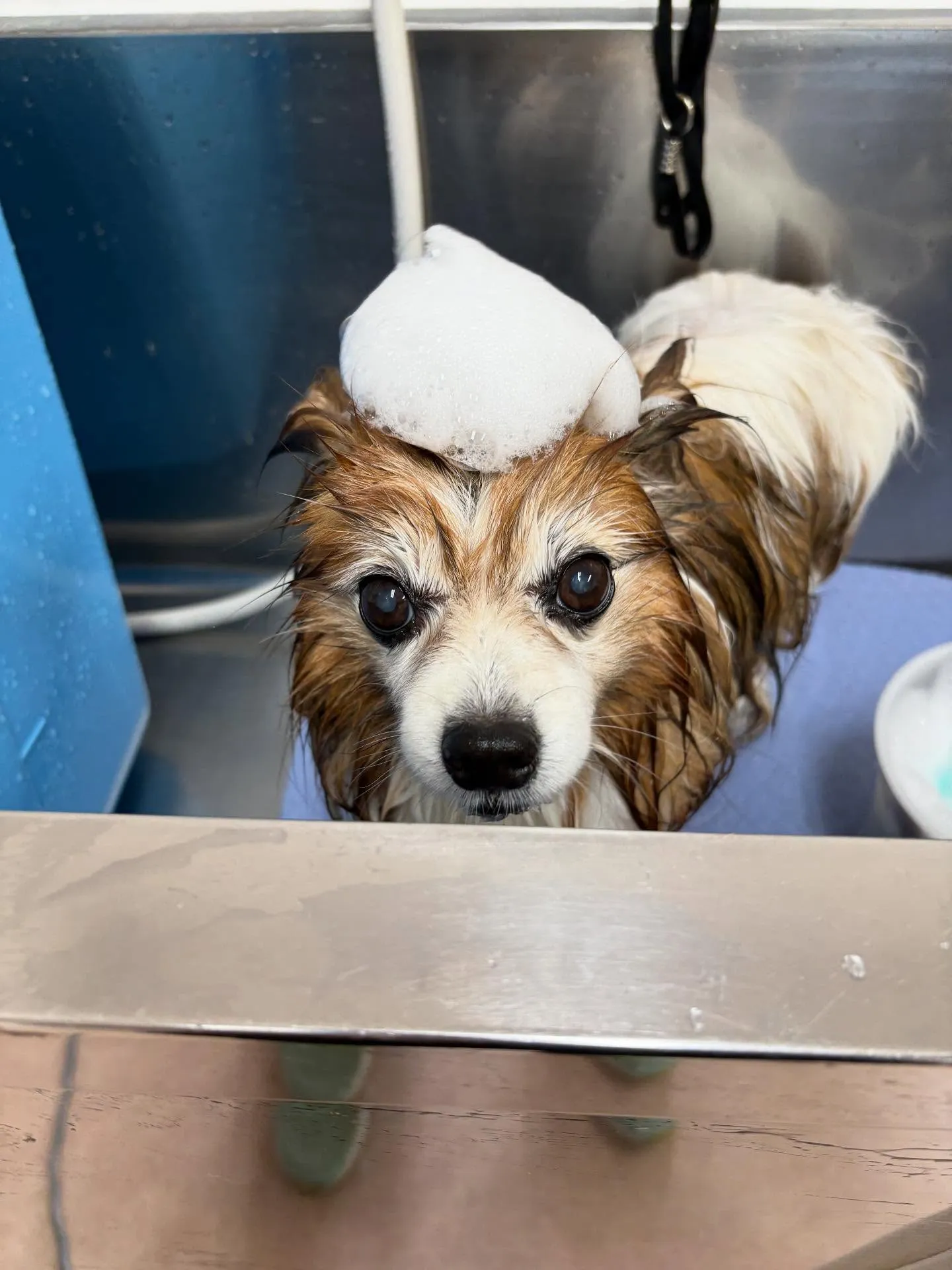 犬のシャンプー🫧
