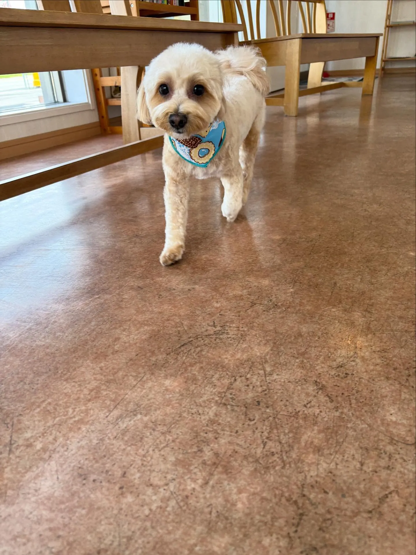 犬のトリミング✂️