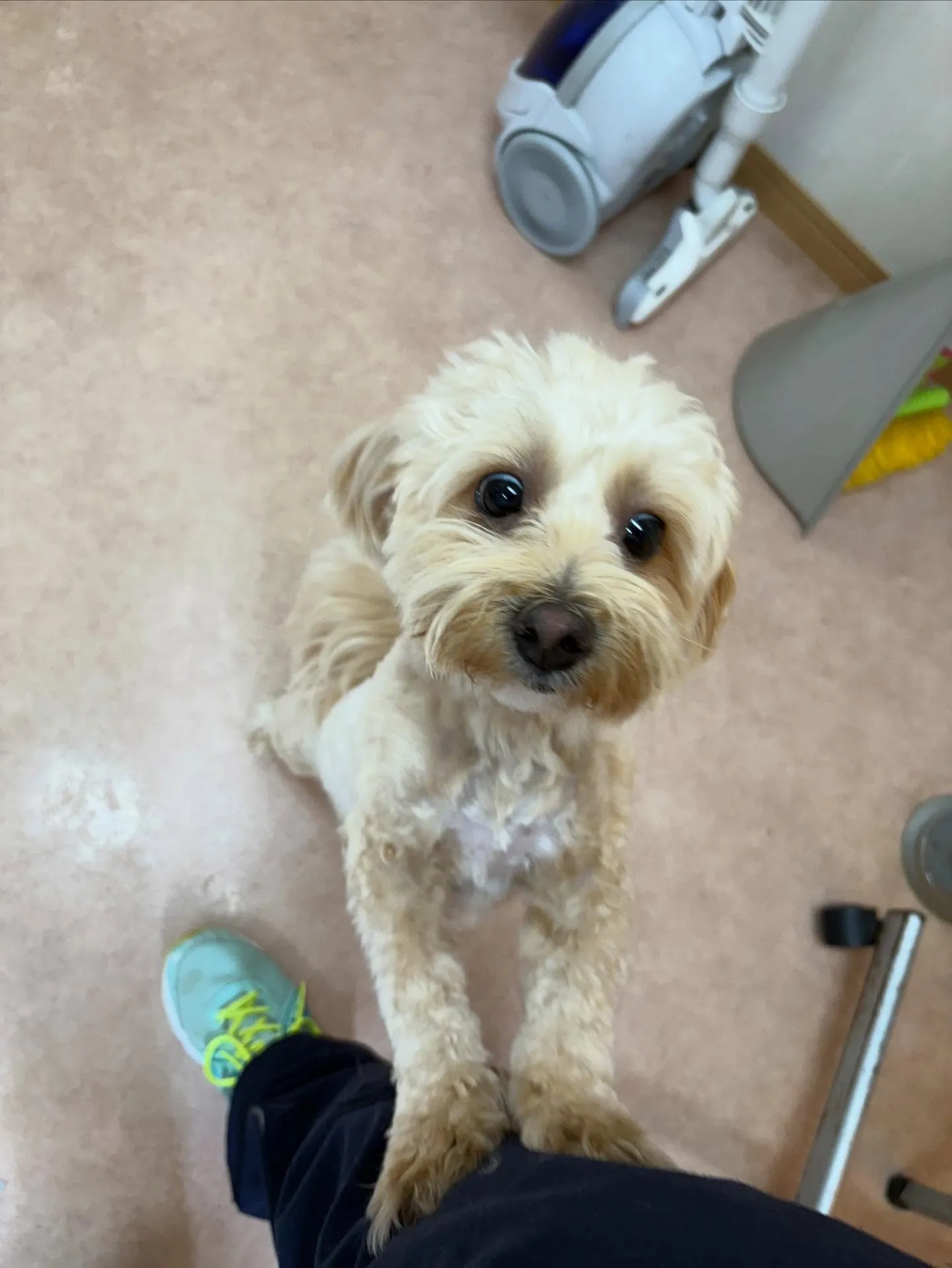 犬のトリミング✂️