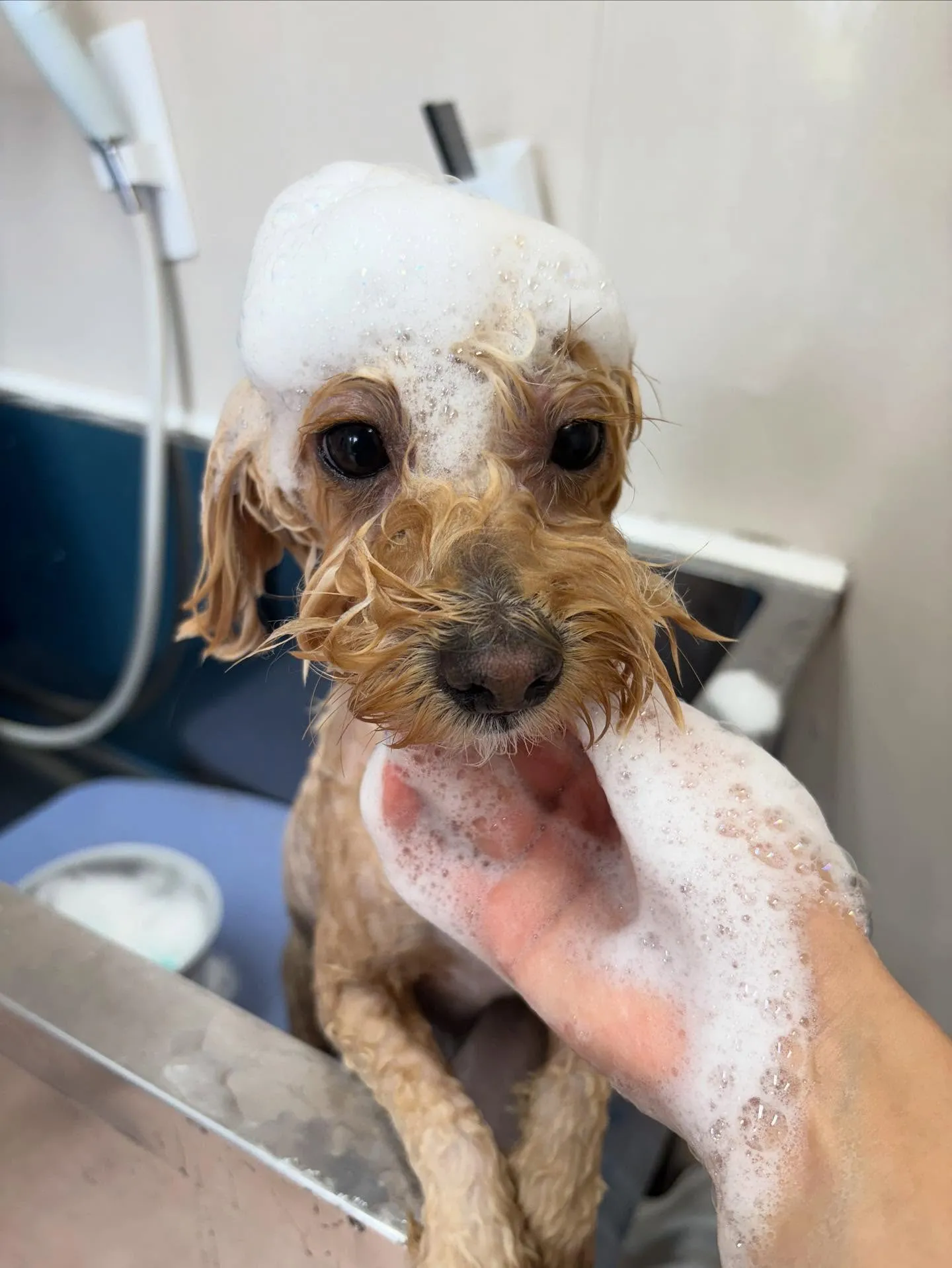 犬のトリミング✂️