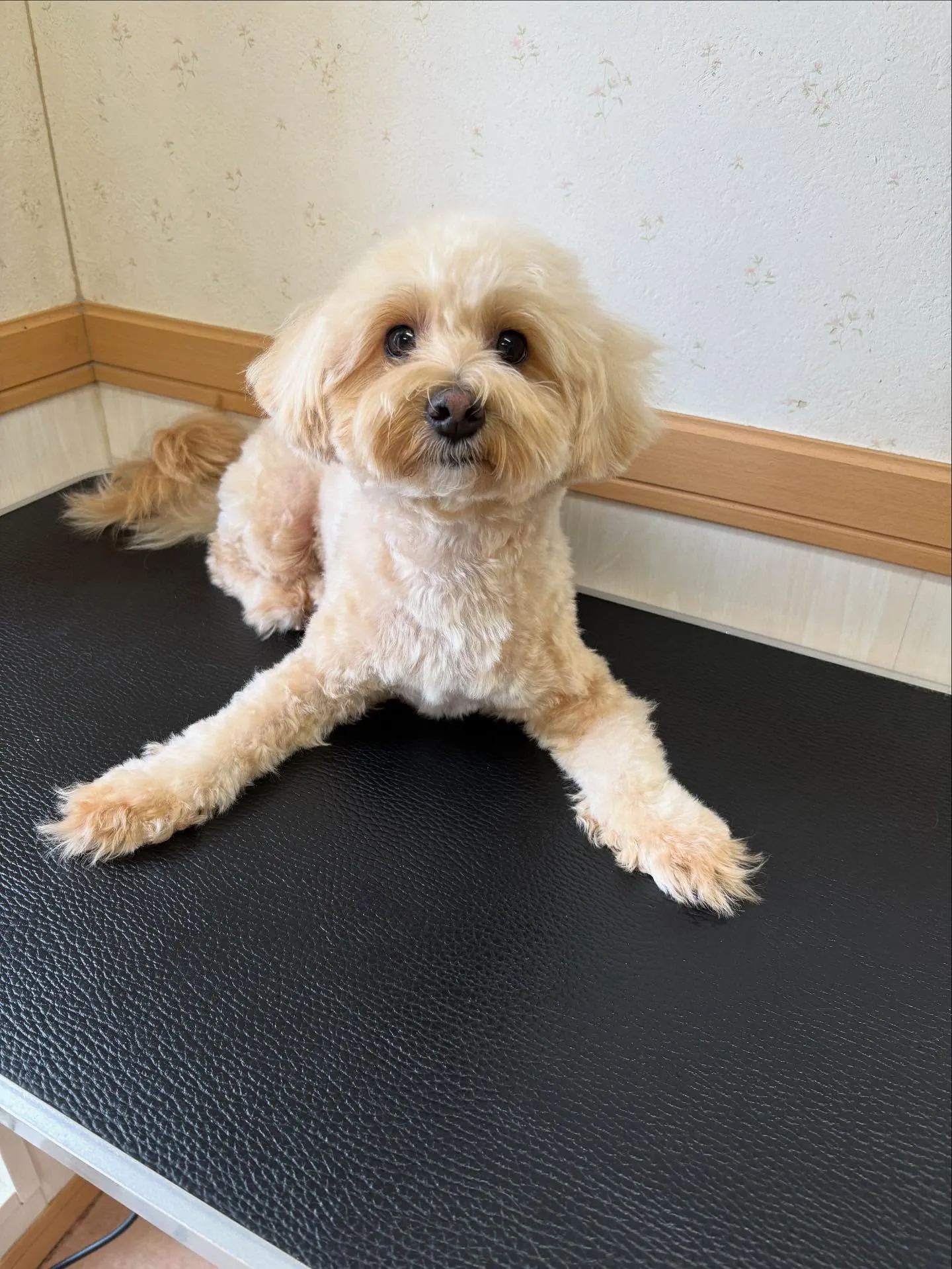 犬のトリミング✂️
