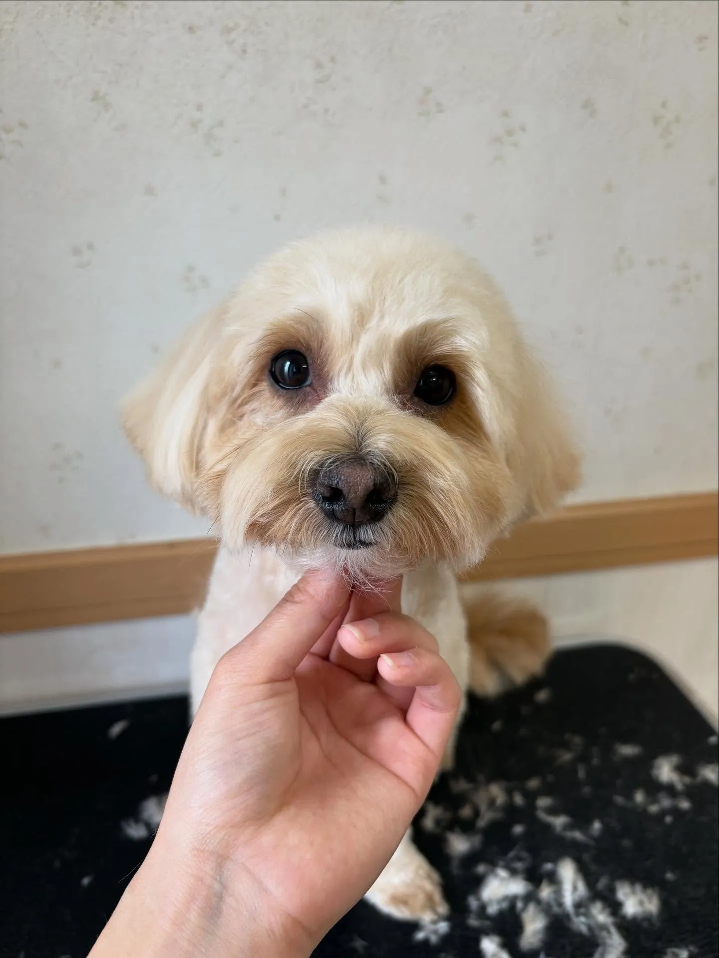 犬のトリミング✂️