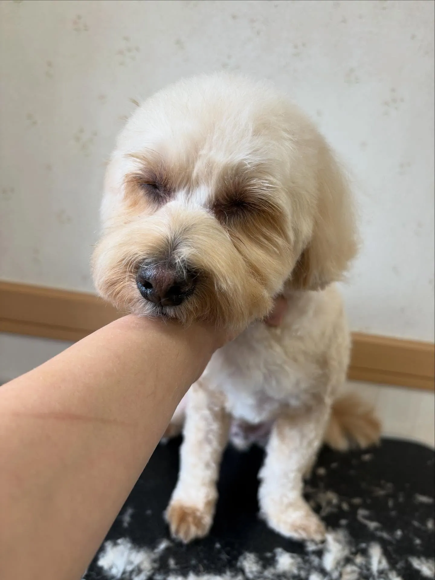 犬のトリミング✂️