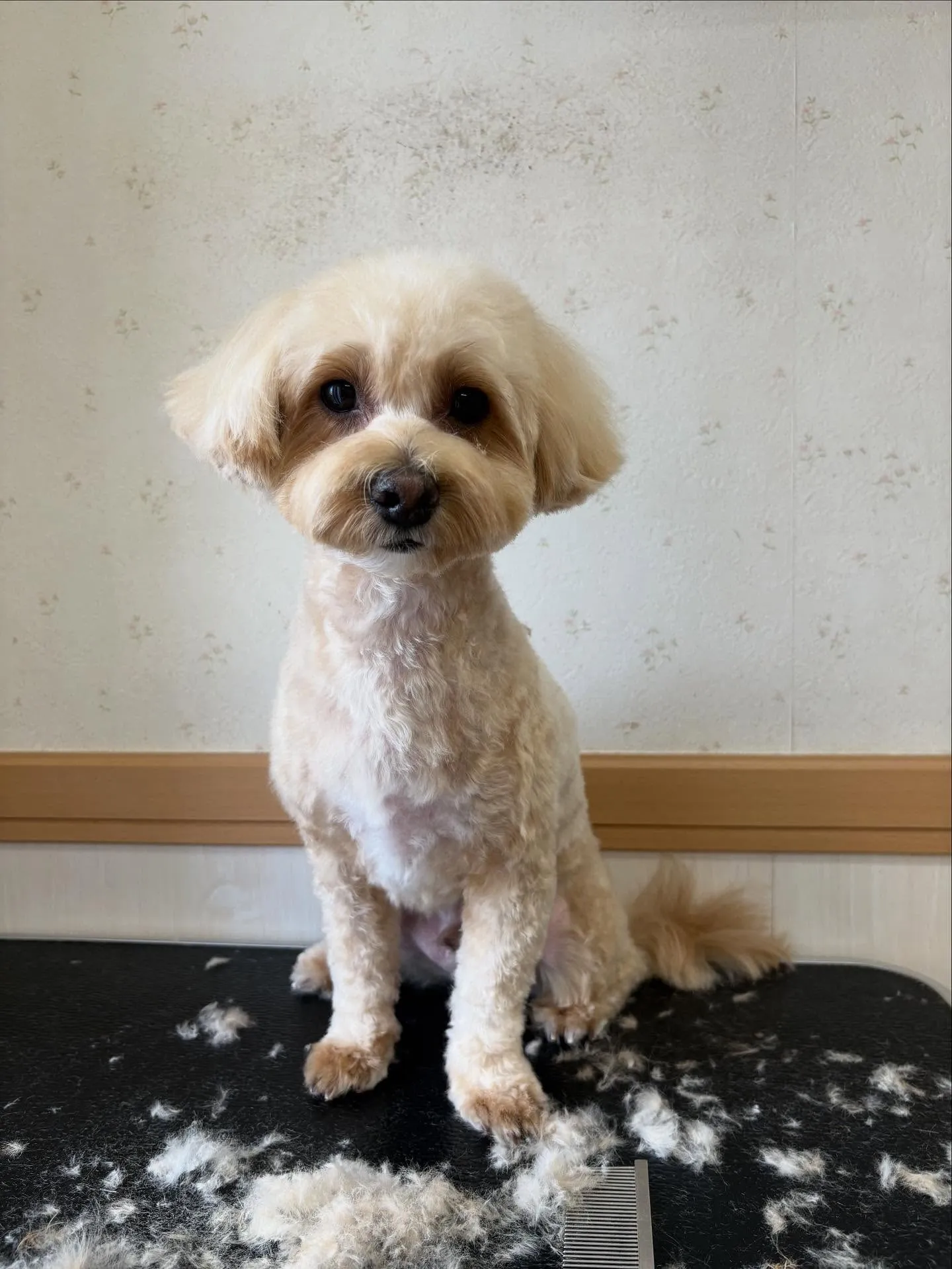 犬のトリミング✂️