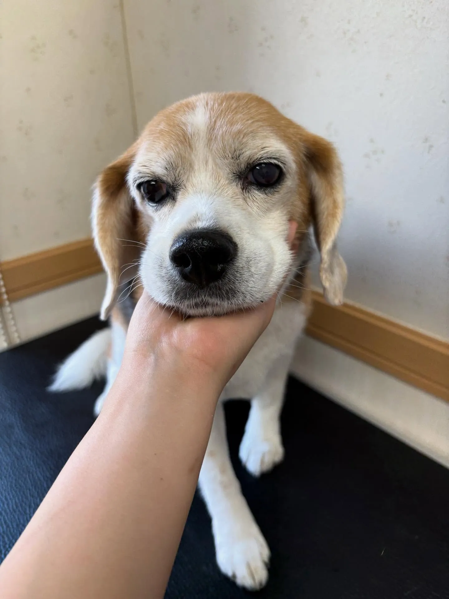 犬のシャンプー🫧