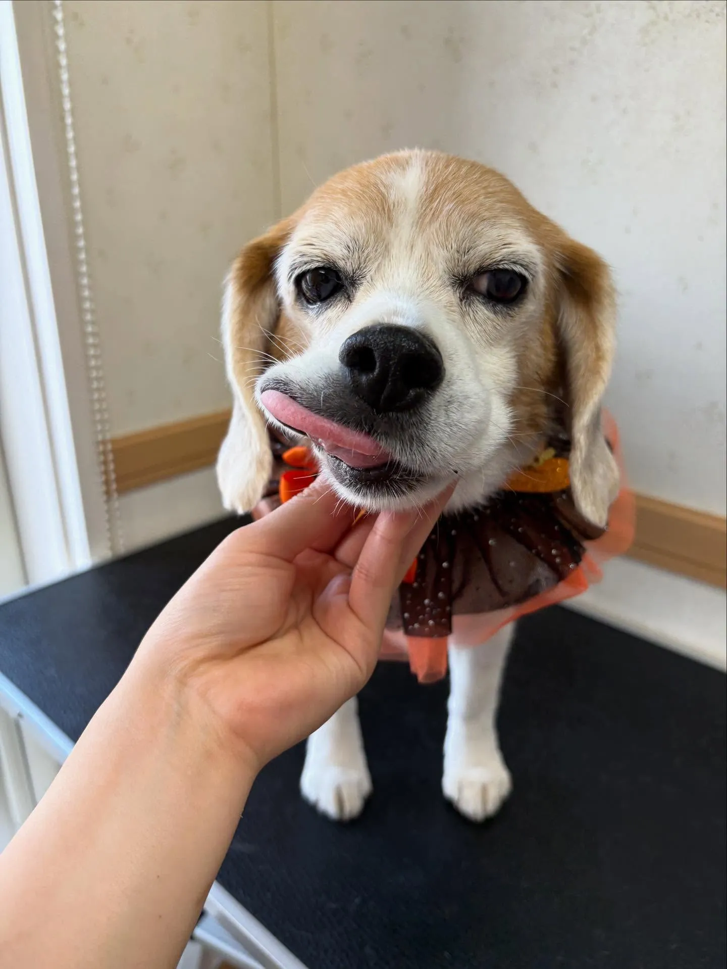 犬のシャンプー🫧