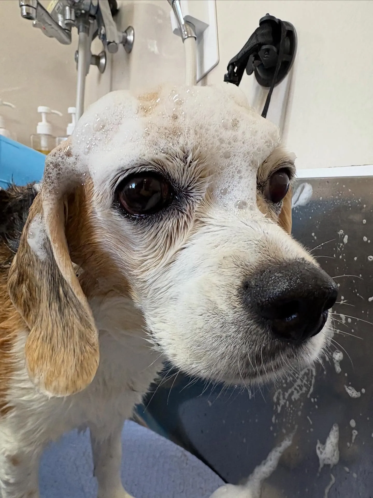 犬のシャンプー🫧