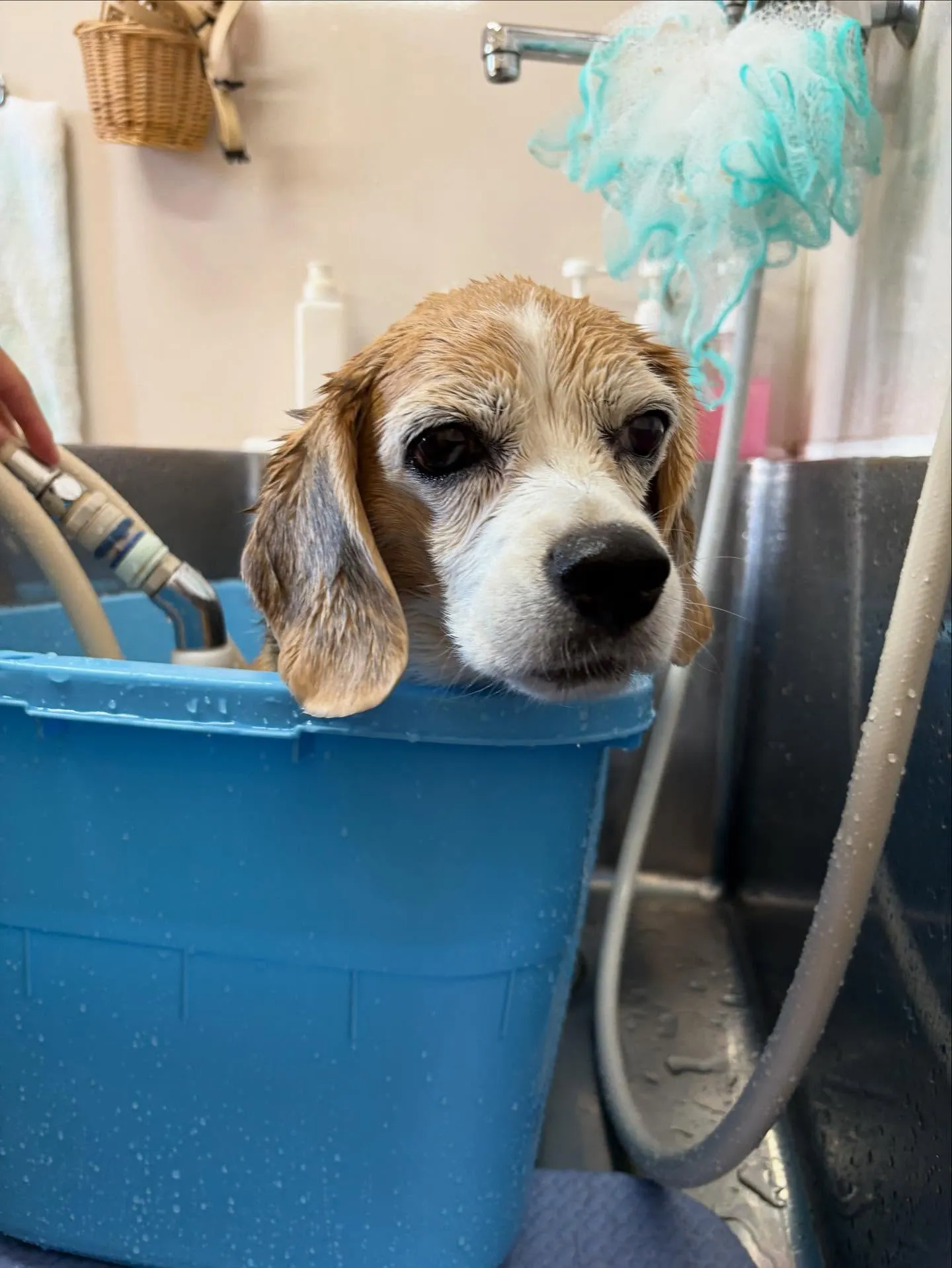 犬のシャンプー🫧