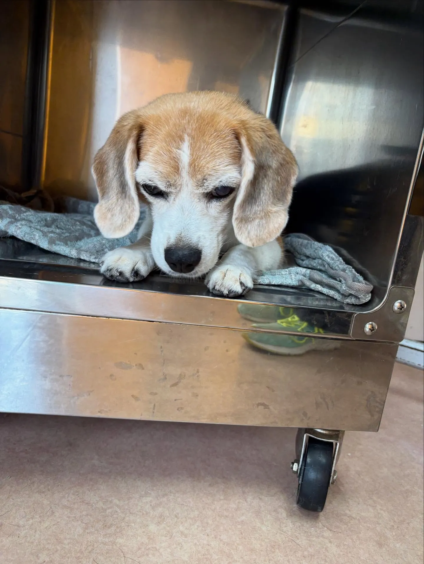 犬のシャンプー🫧