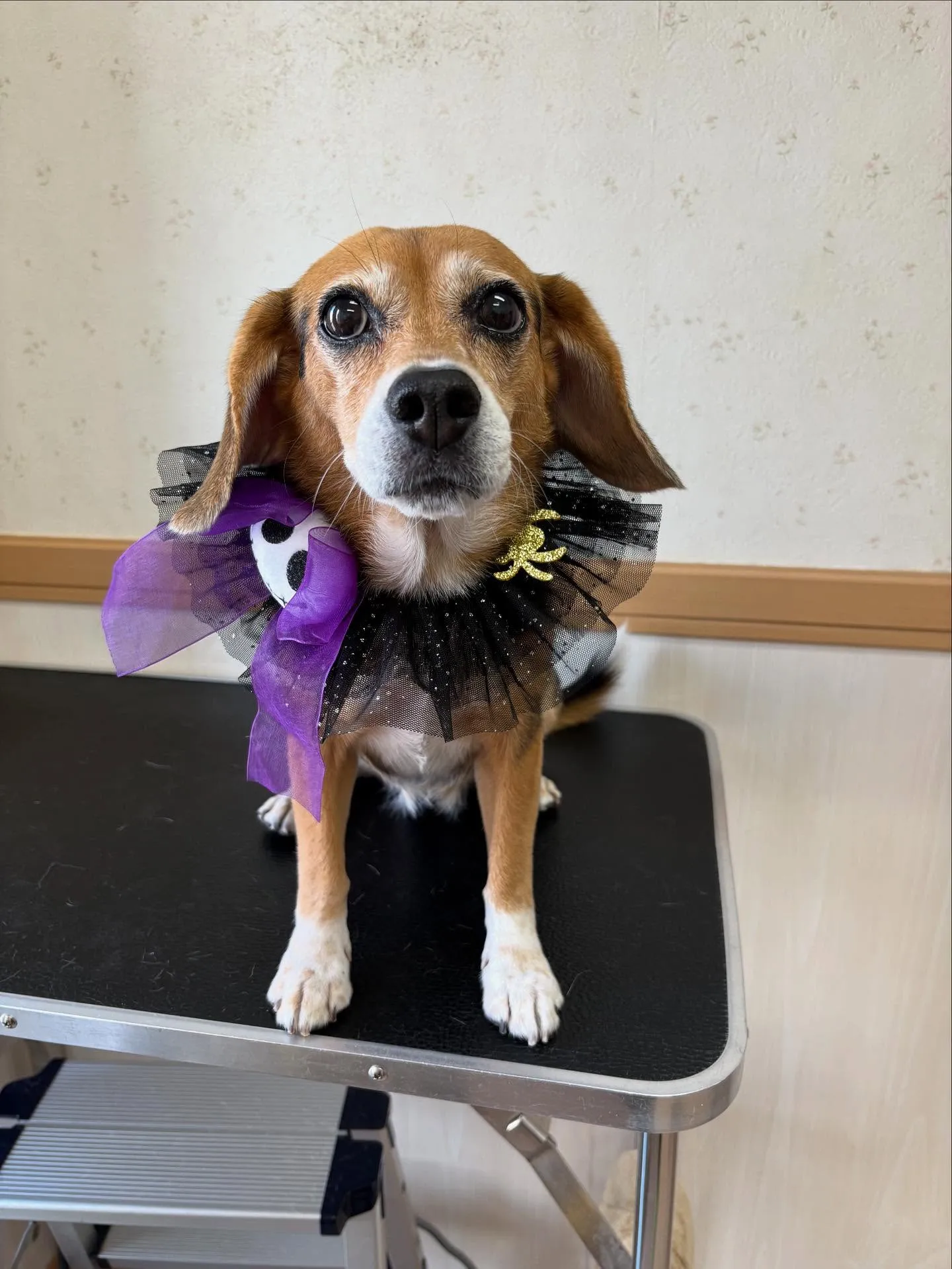 犬のシャンプー🫧
