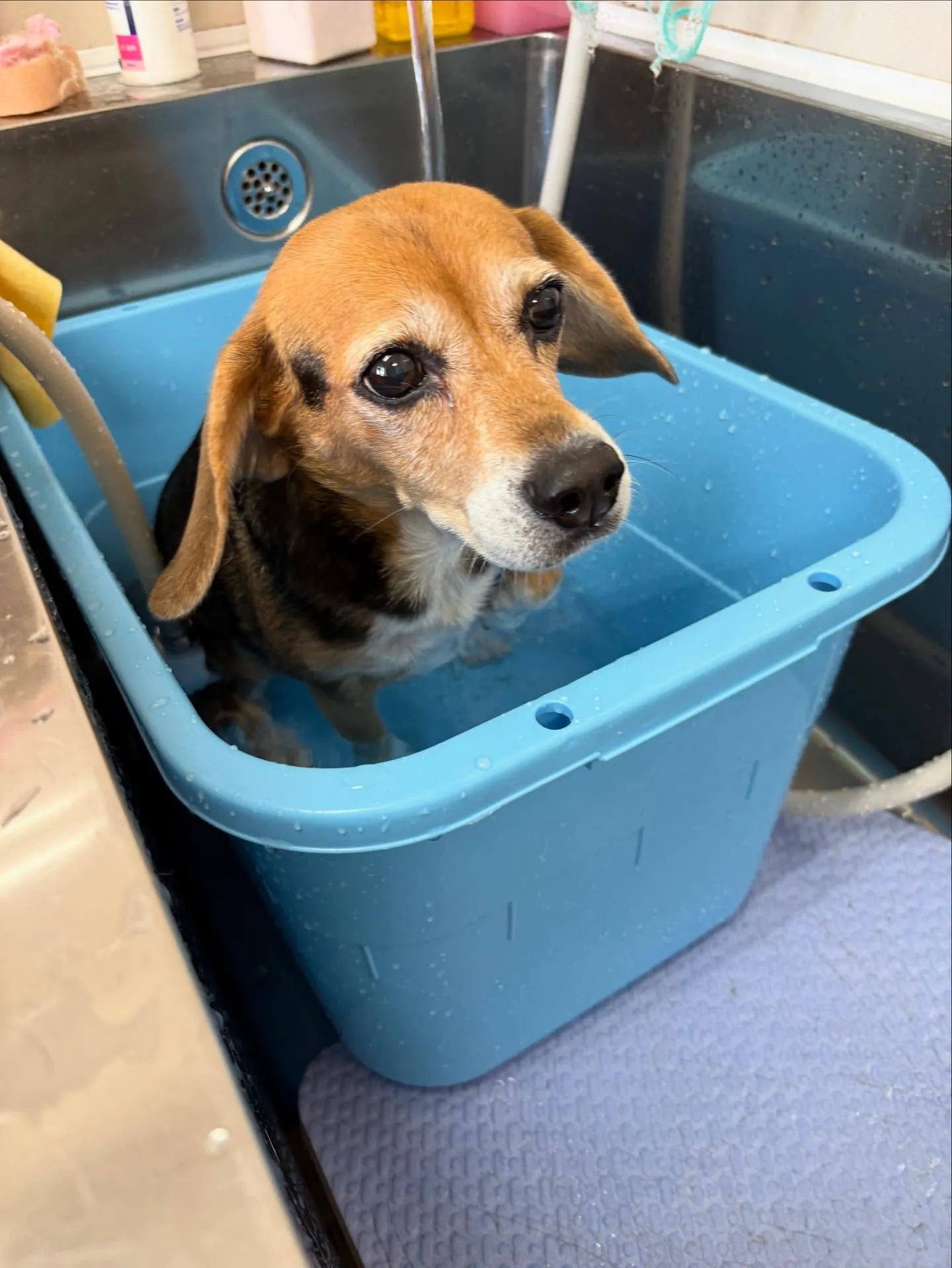 犬のシャンプー🫧