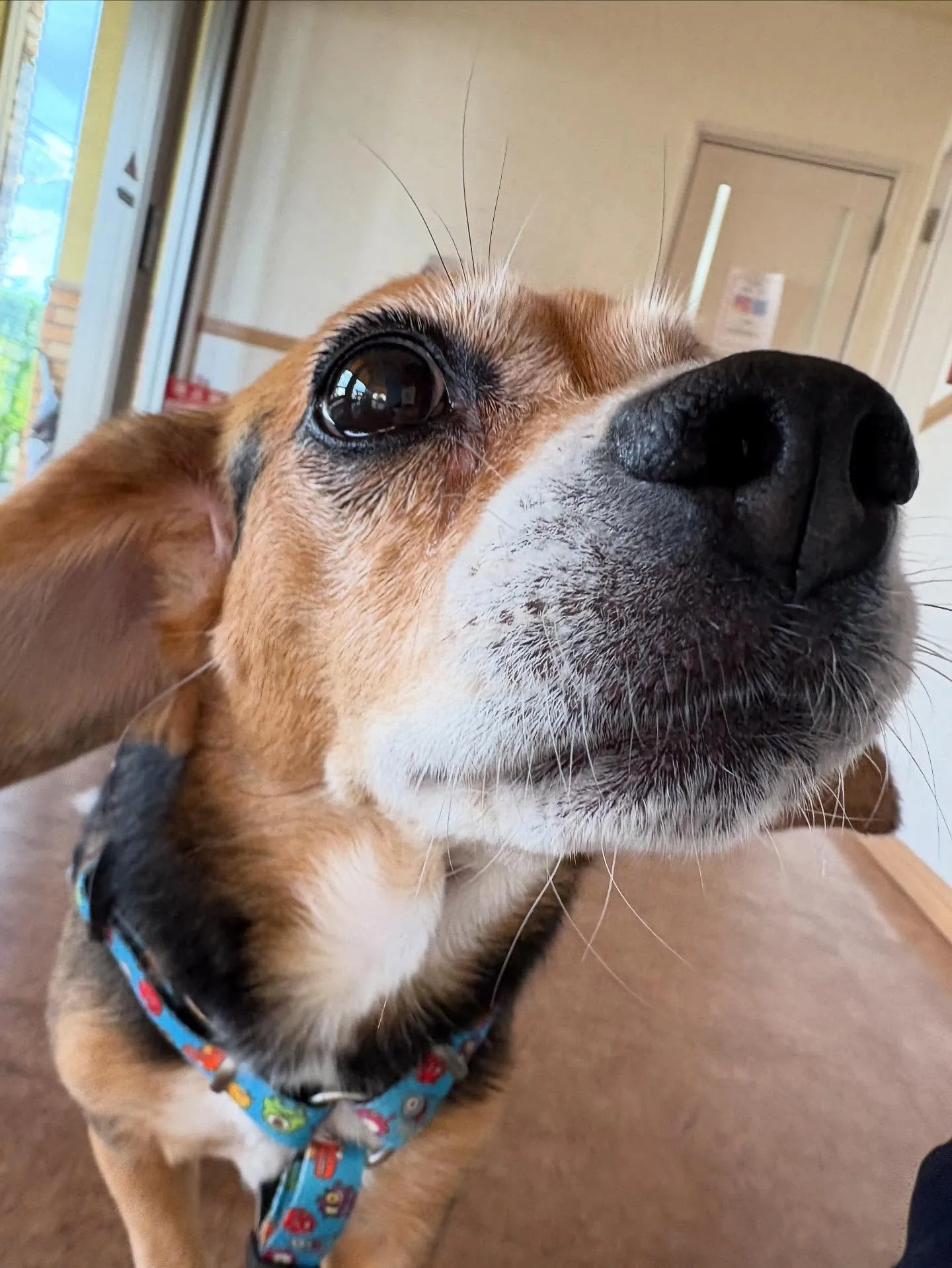 犬のシャンプー🫧