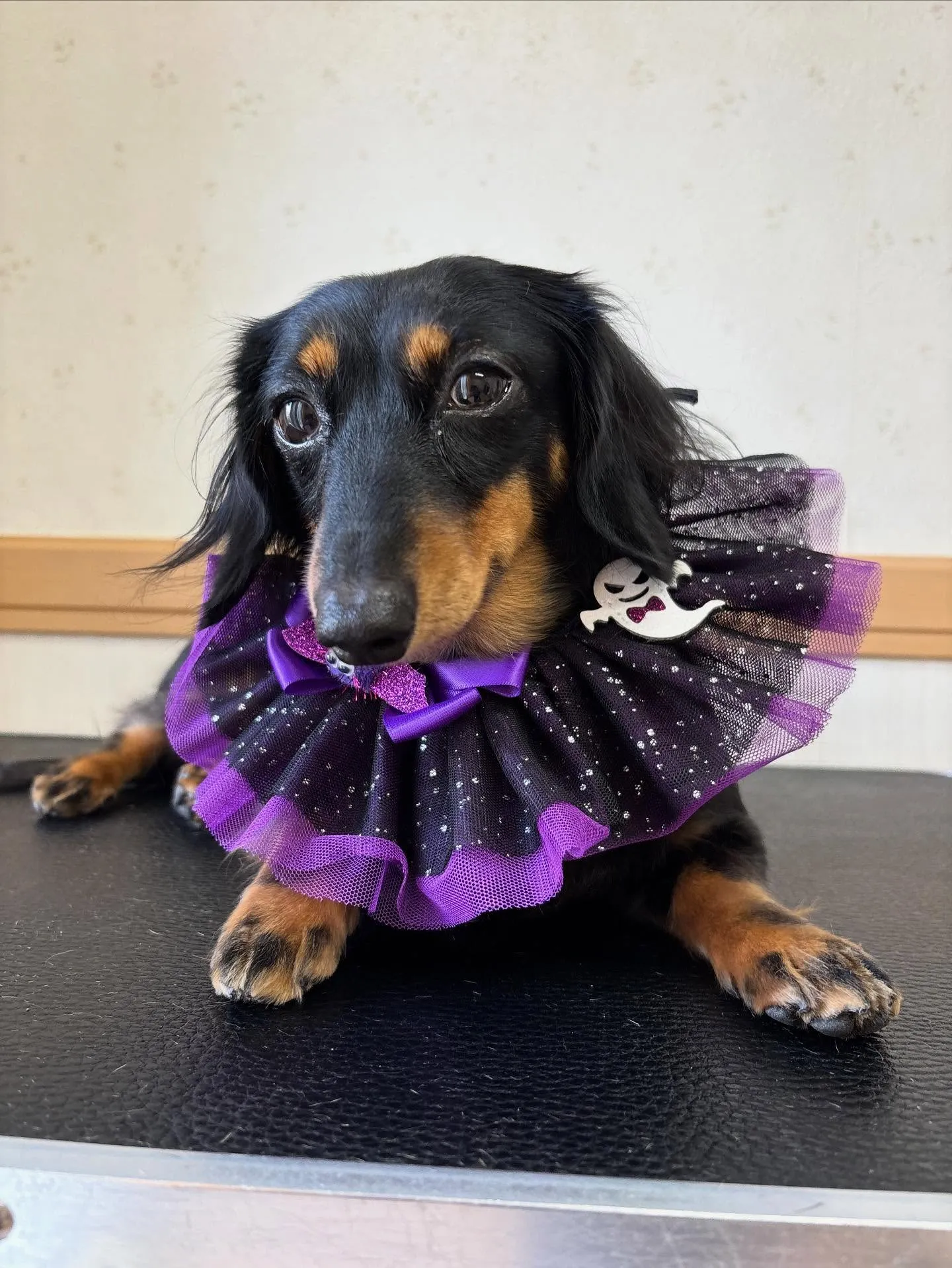 犬のシャンプー🫧