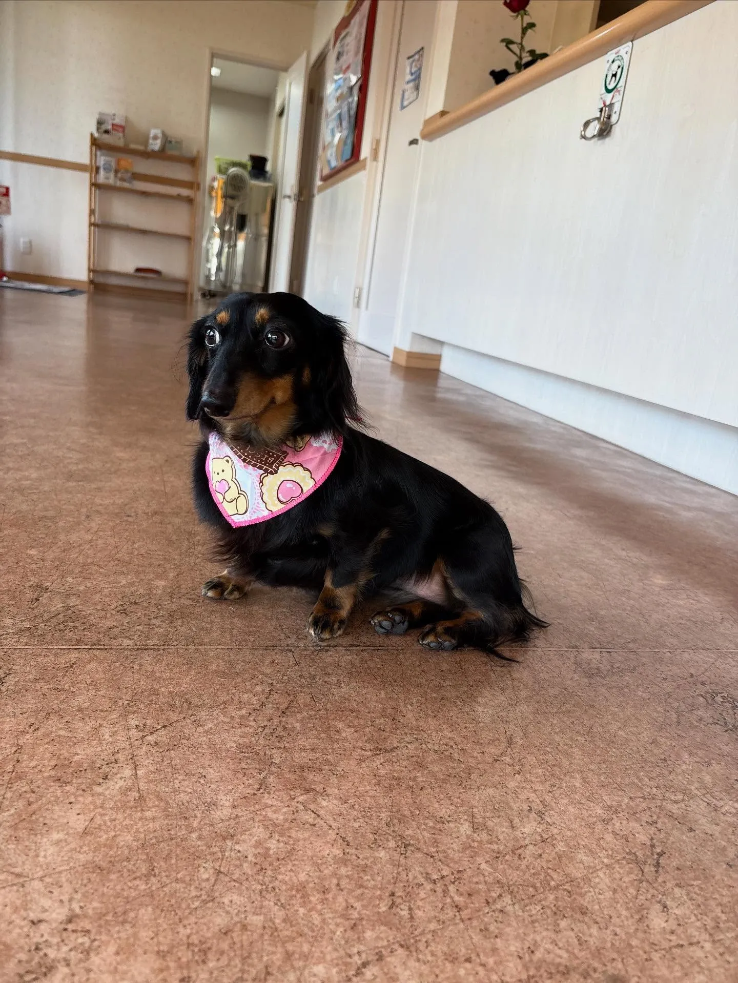 犬のシャンプー🫧