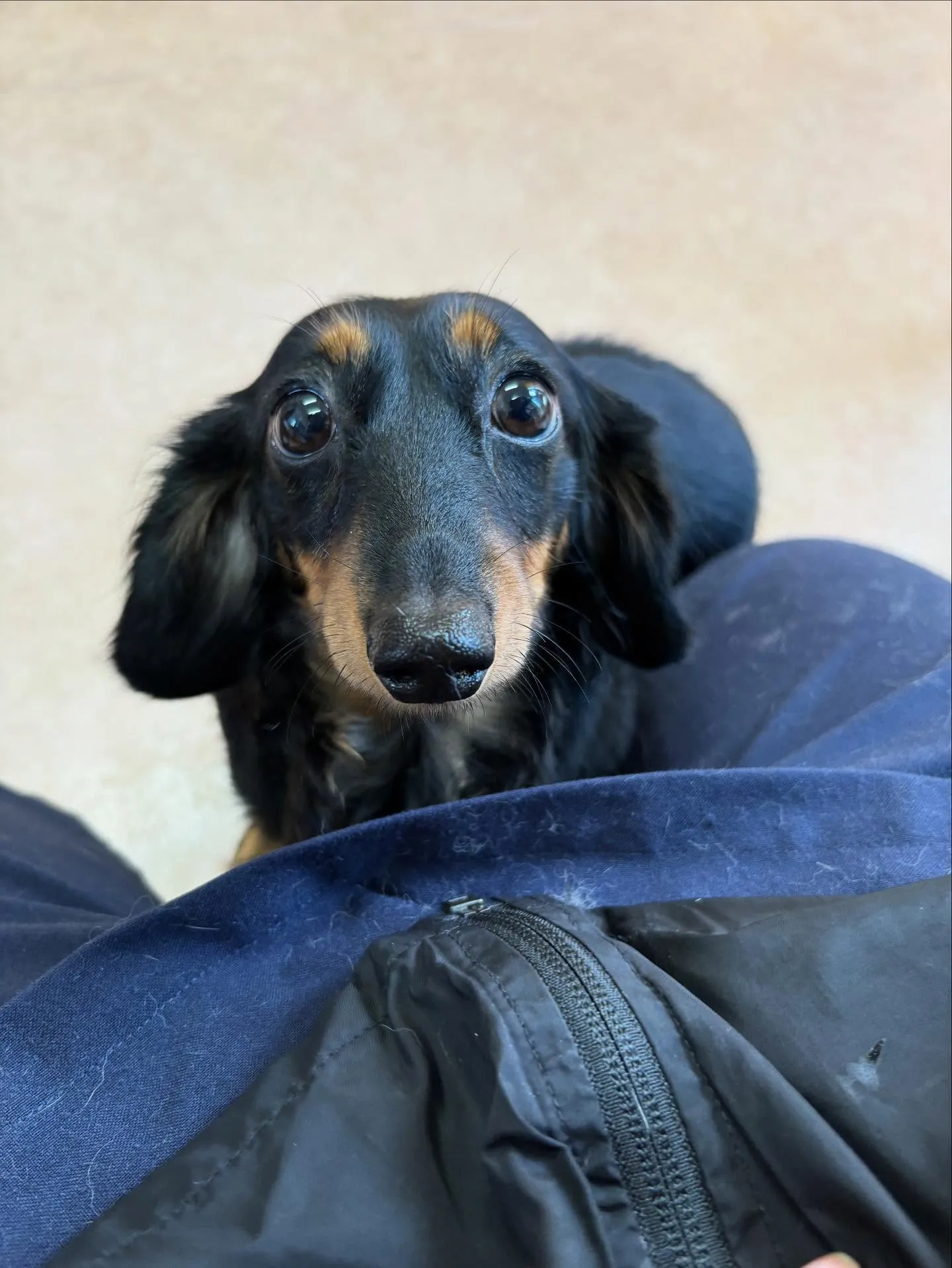 犬のシャンプー🫧