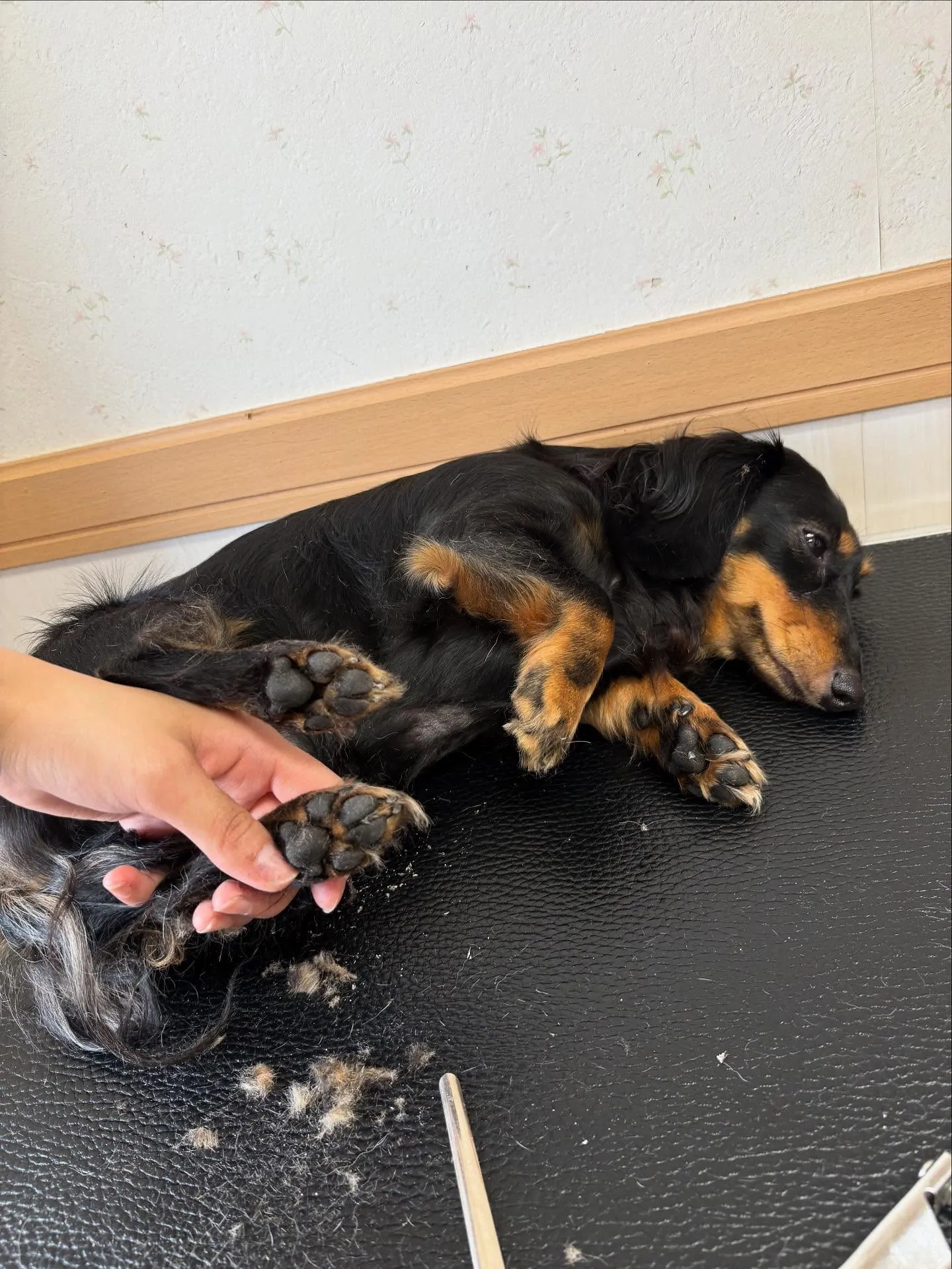 犬のシャンプー🫧