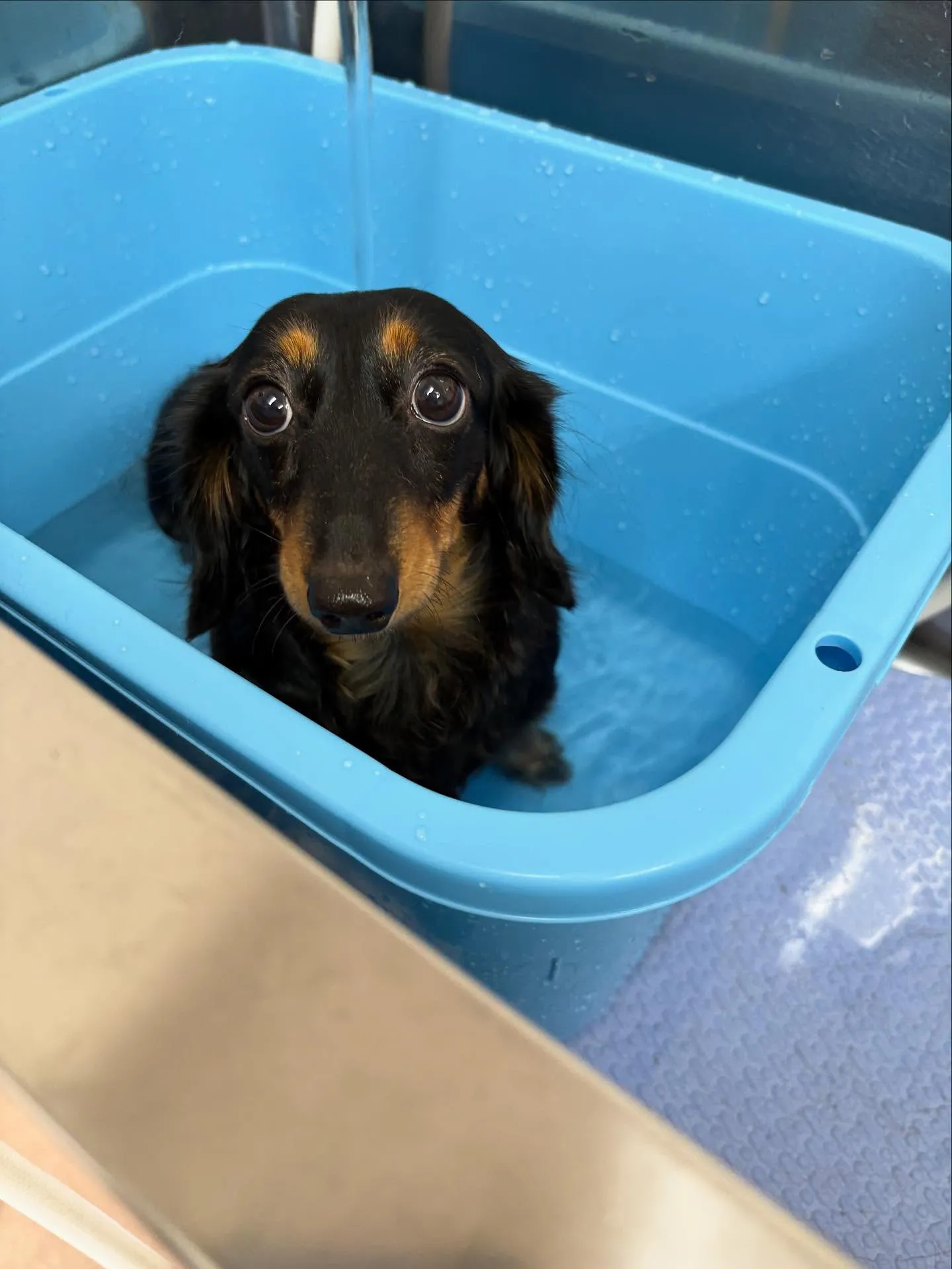 犬のシャンプー🫧