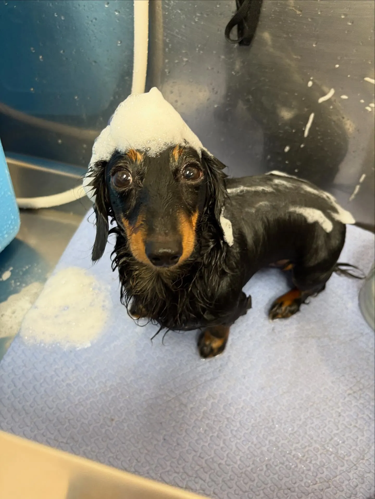 犬のシャンプー🫧
