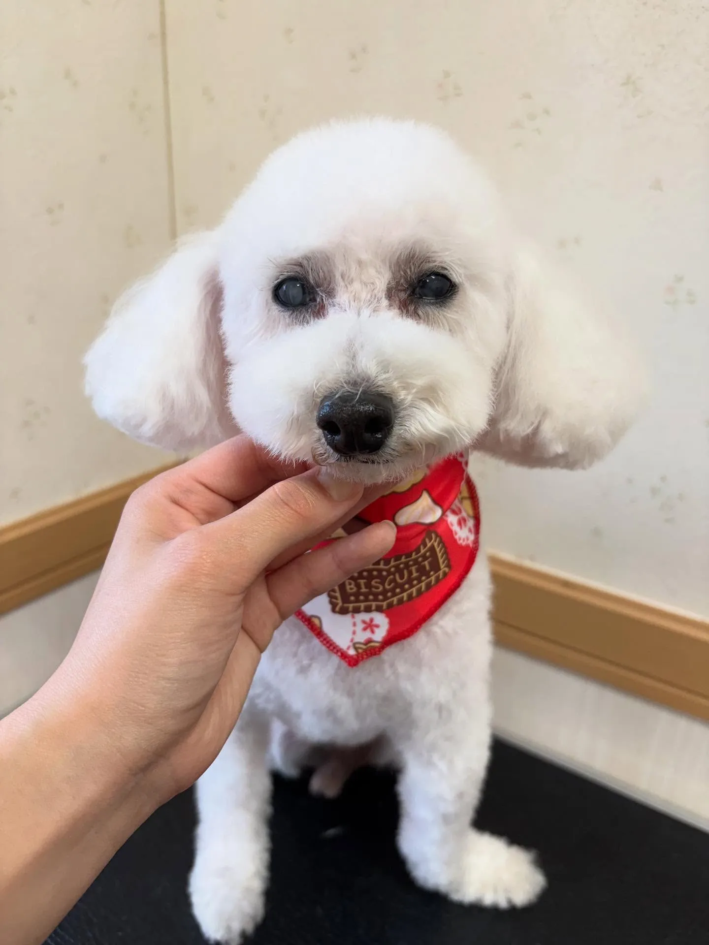 犬のトリミング✂️