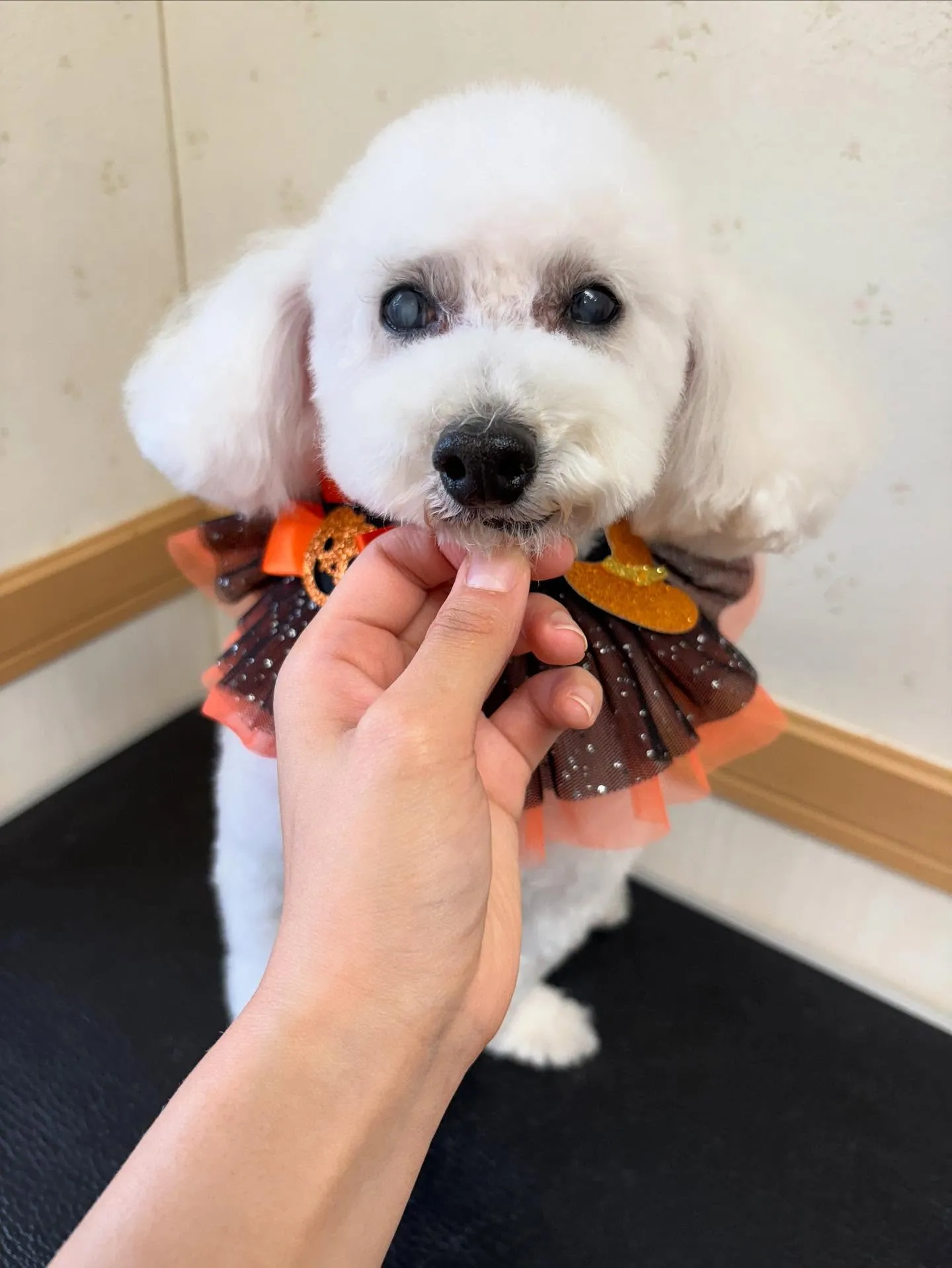 犬のトリミング✂️
