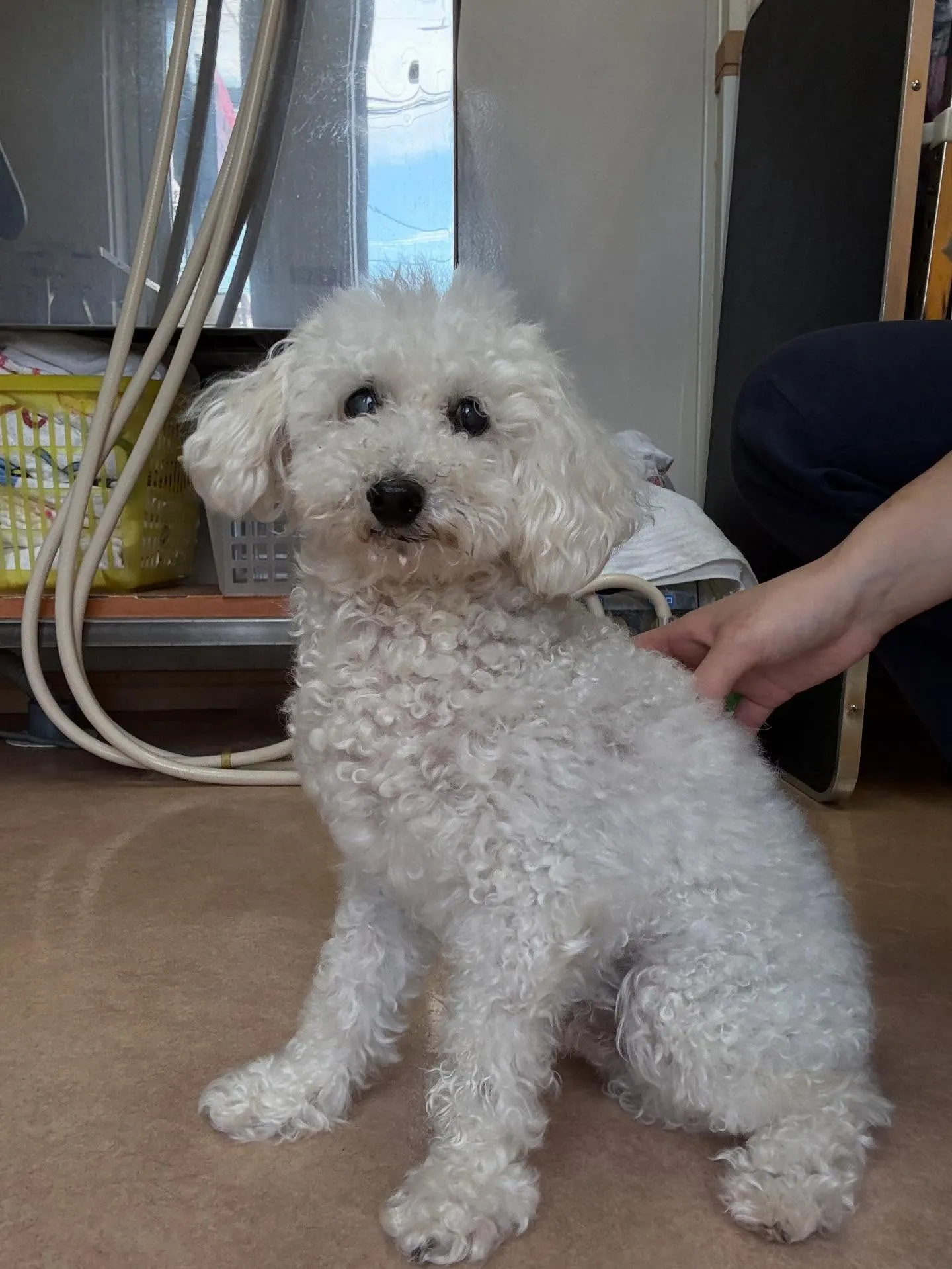 犬のトリミング✂️