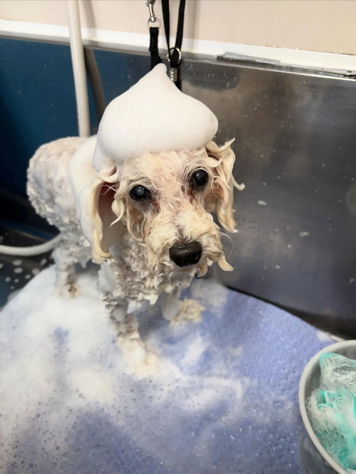 犬のトリミング✂️