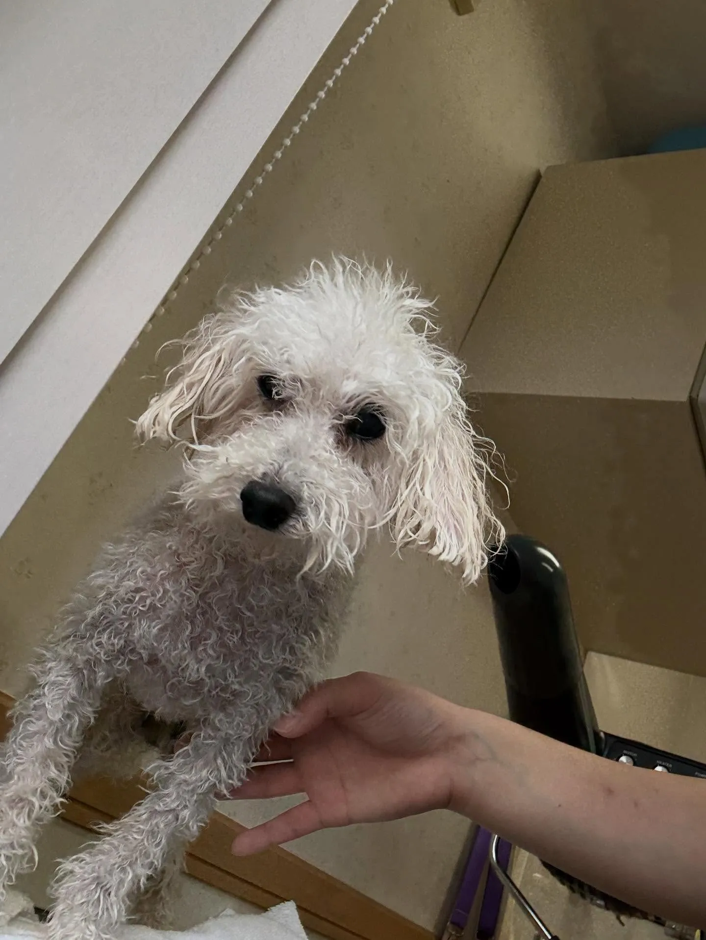 犬のトリミング✂️