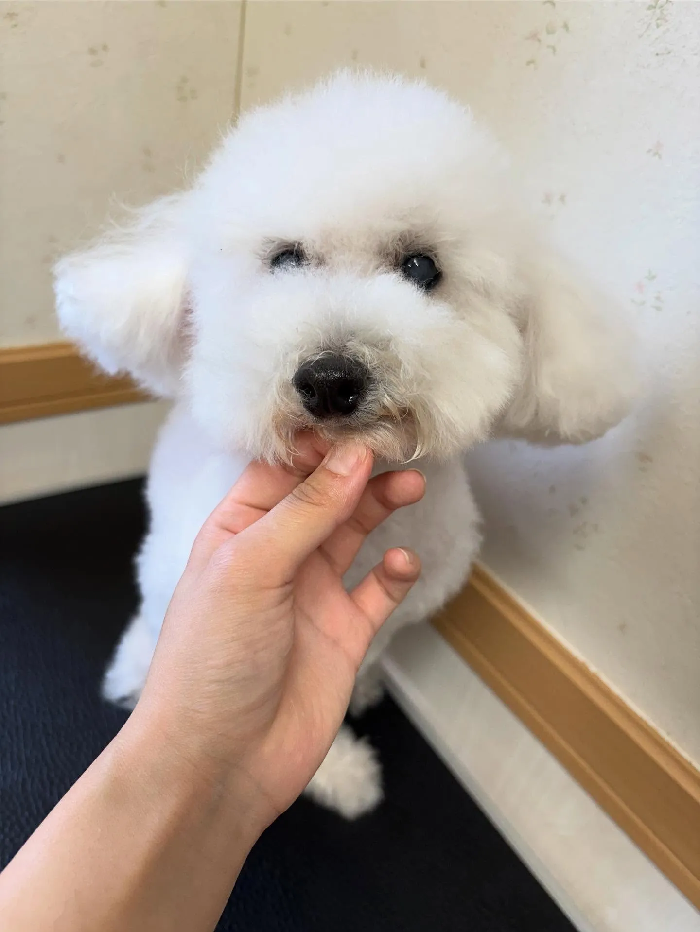 犬のトリミング✂️