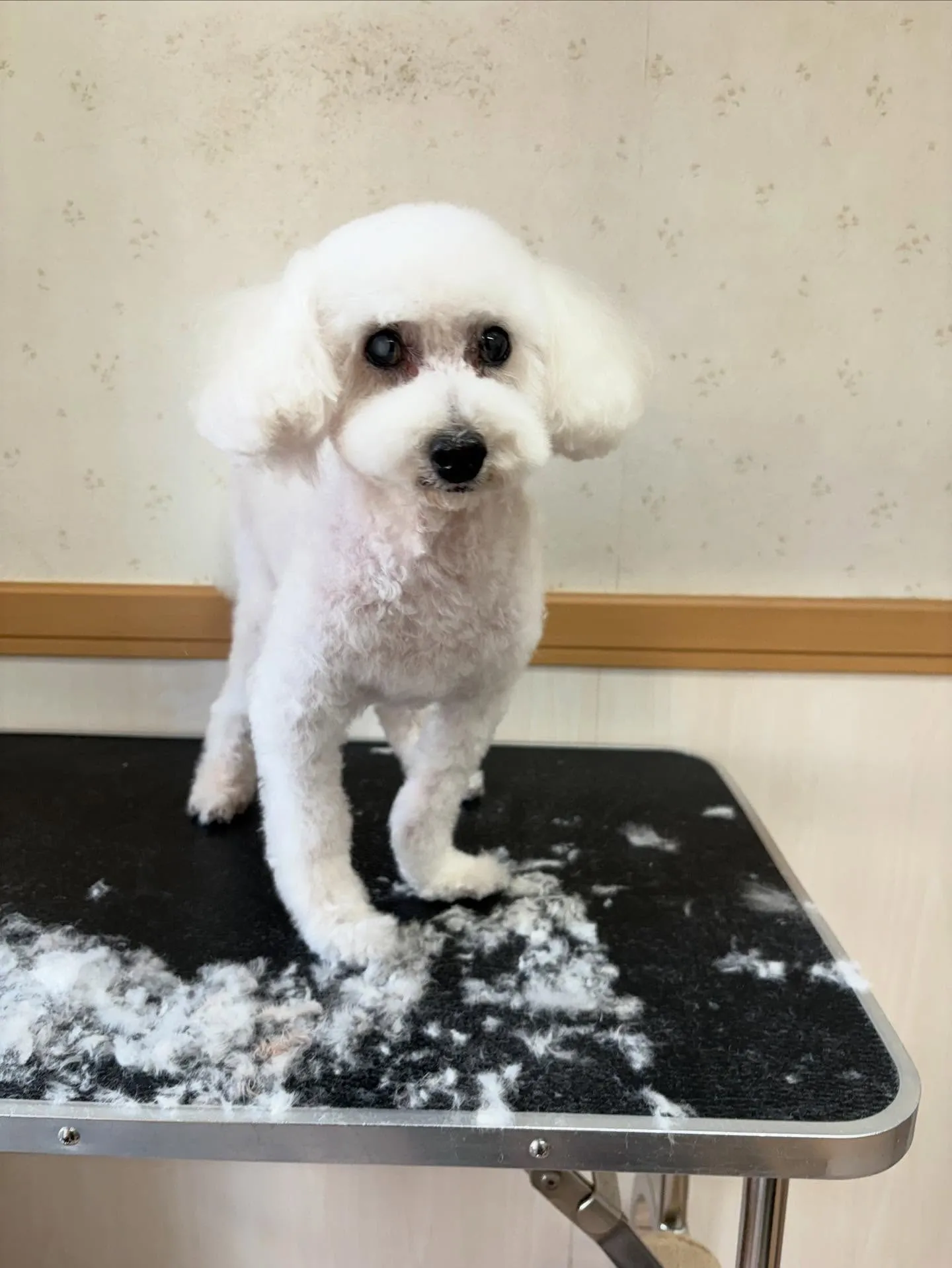 犬のトリミング✂️