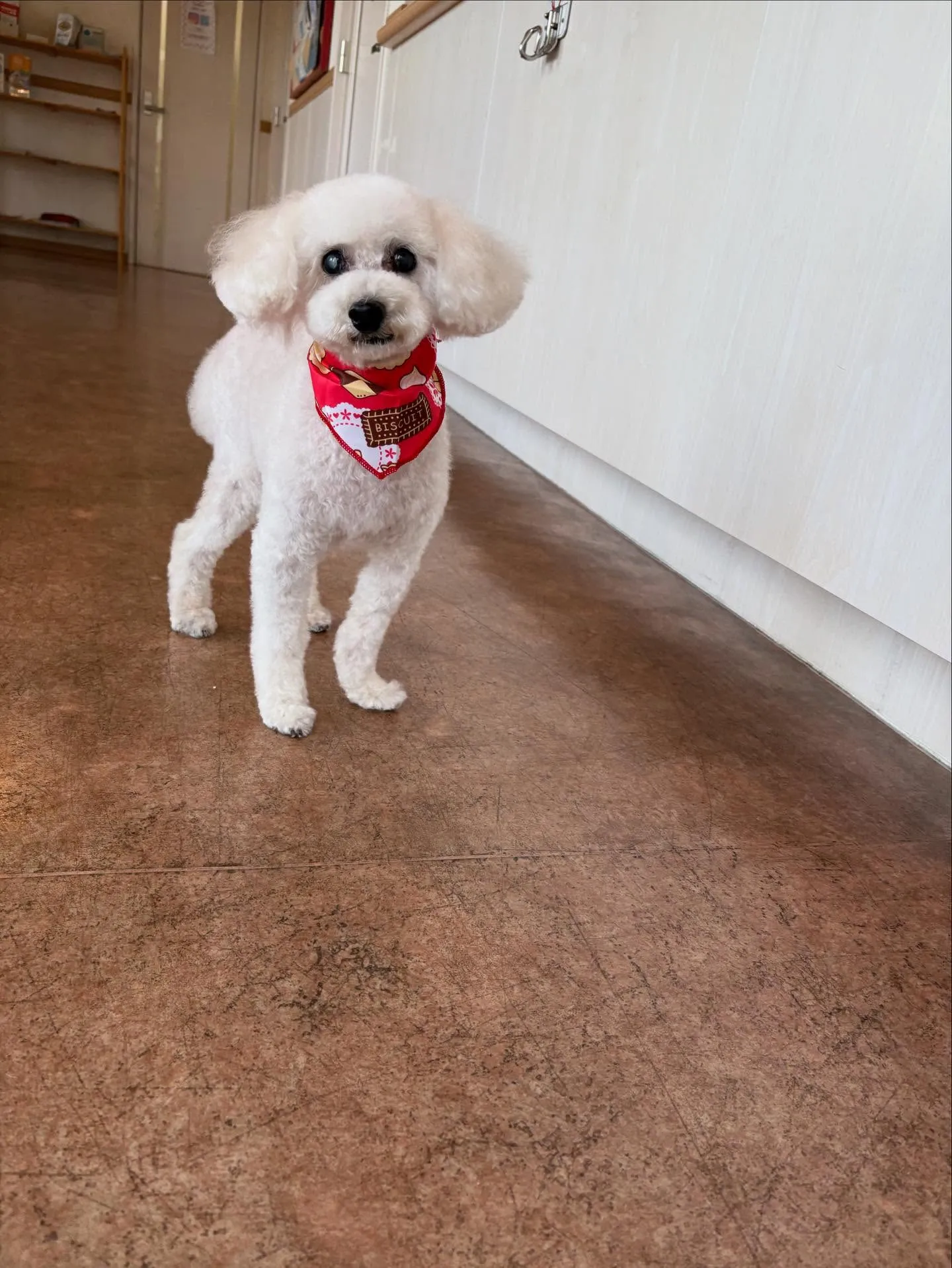 犬のトリミング✂️