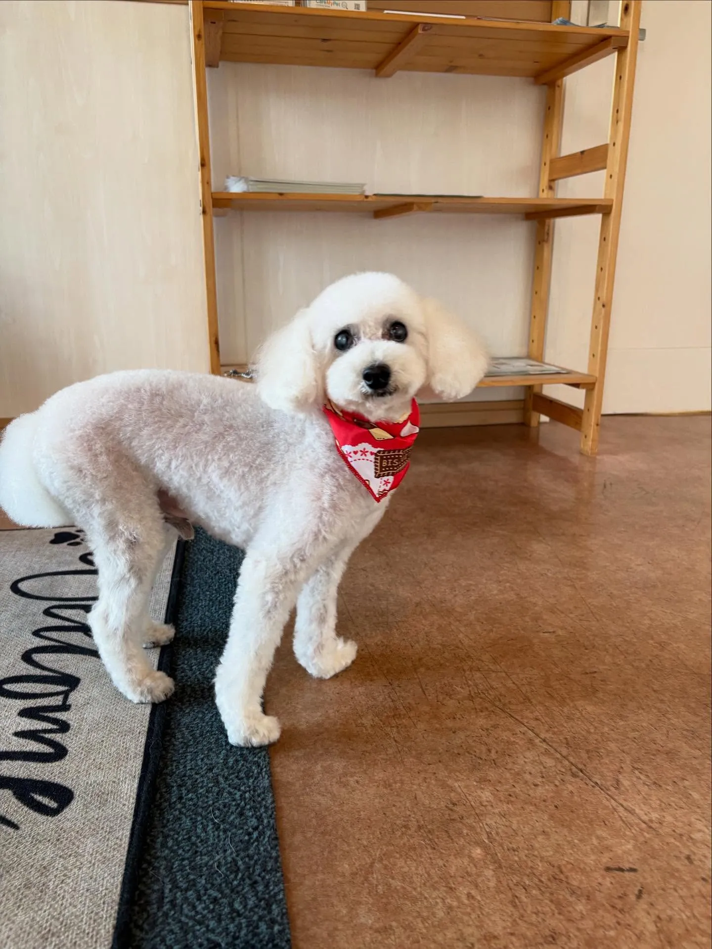 犬のトリミング✂️