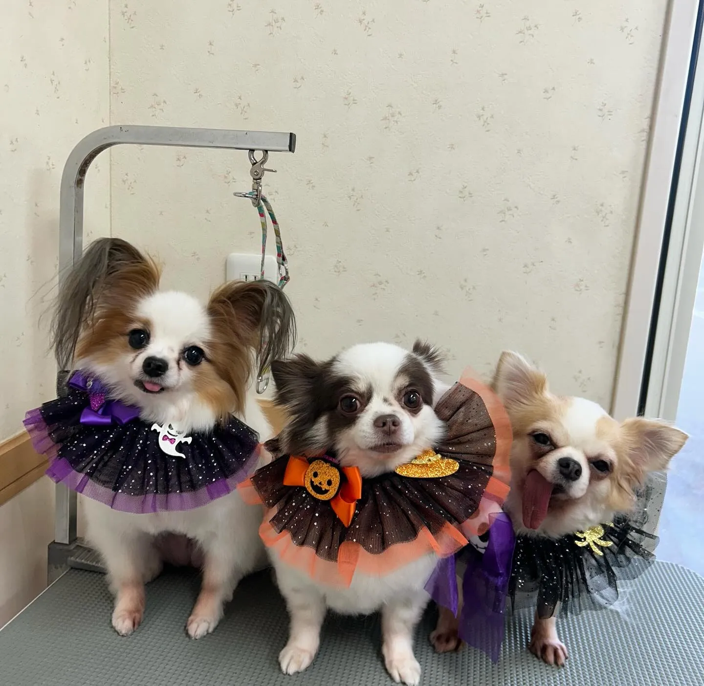 犬のトリミング✂️