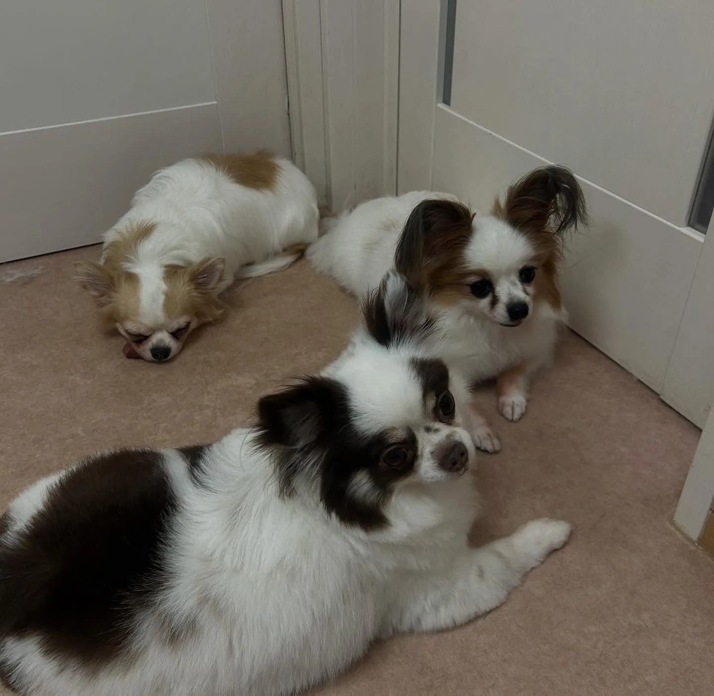 犬のトリミング✂️