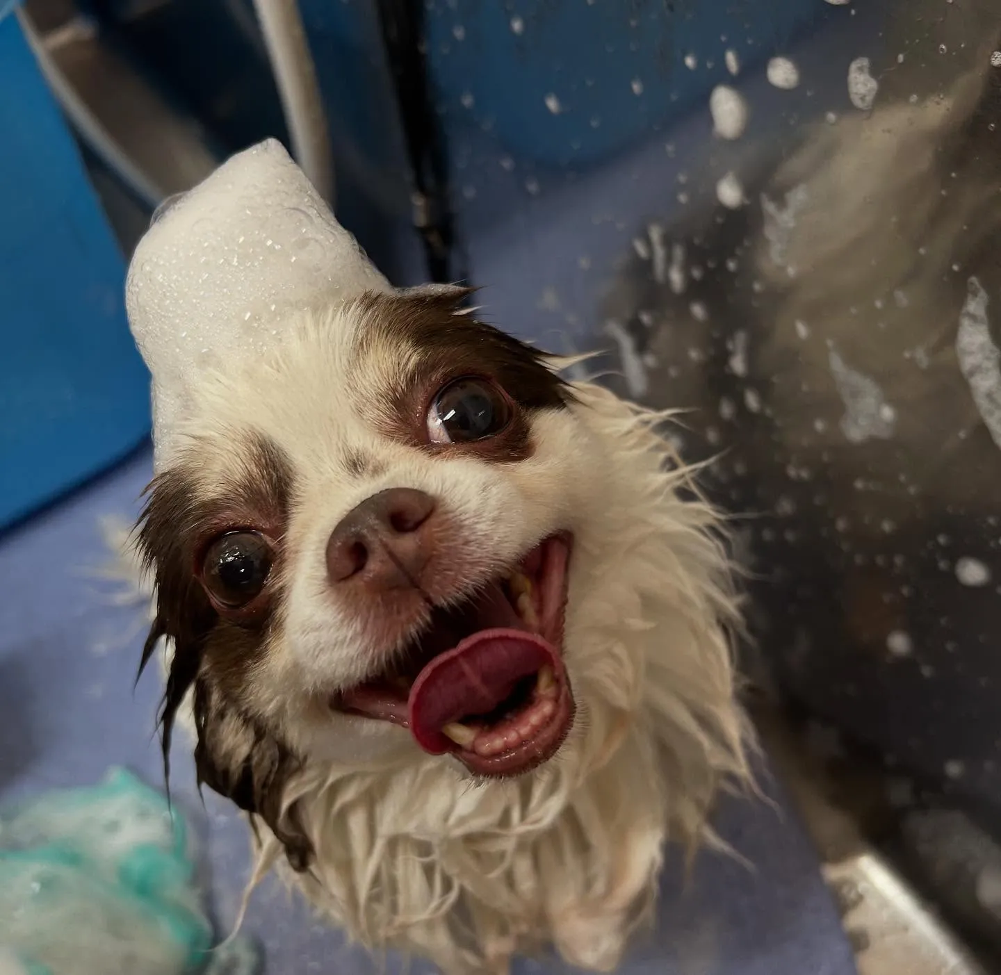 犬のトリミング✂️
