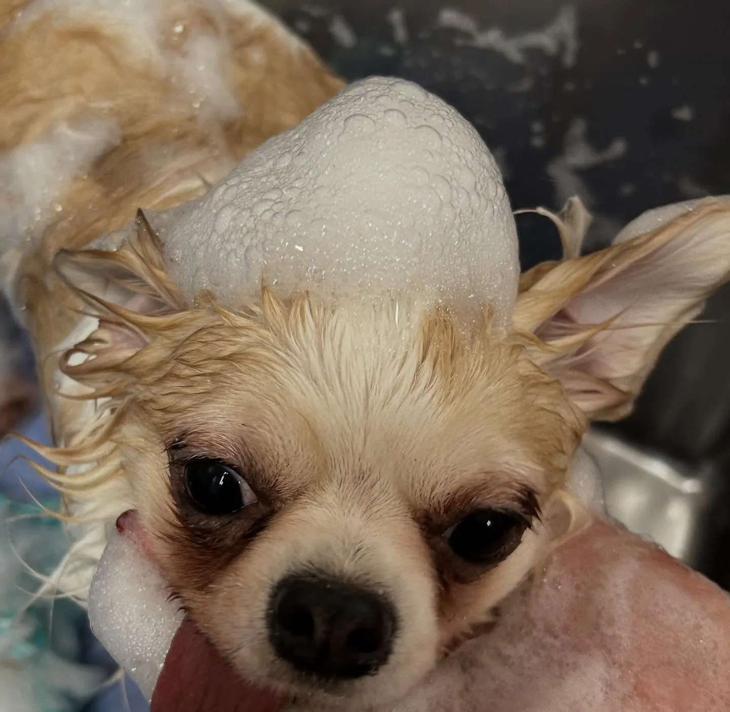 犬のトリミング✂️